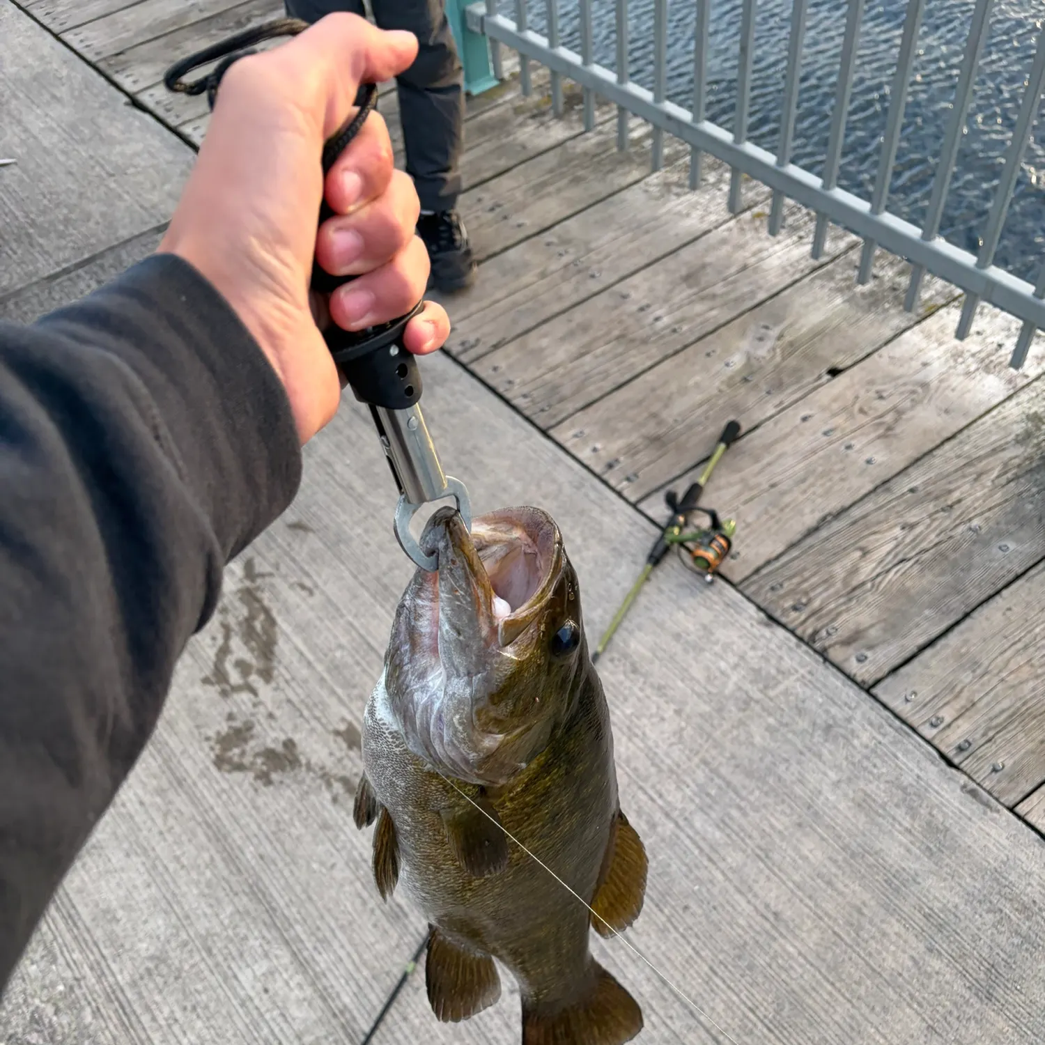 Smallmouth bass caught on Fishbrain