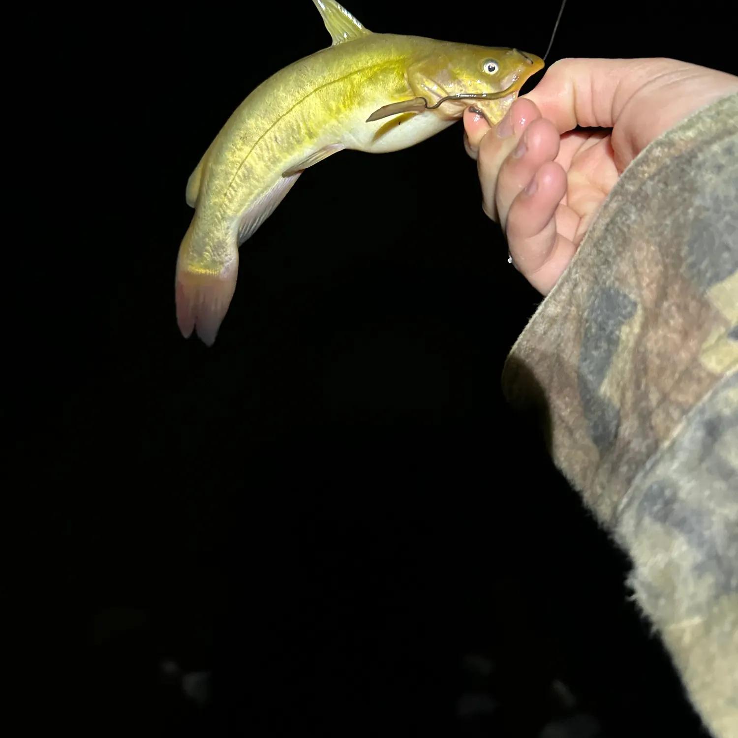 Yellow bullhead caught on Fishbrain