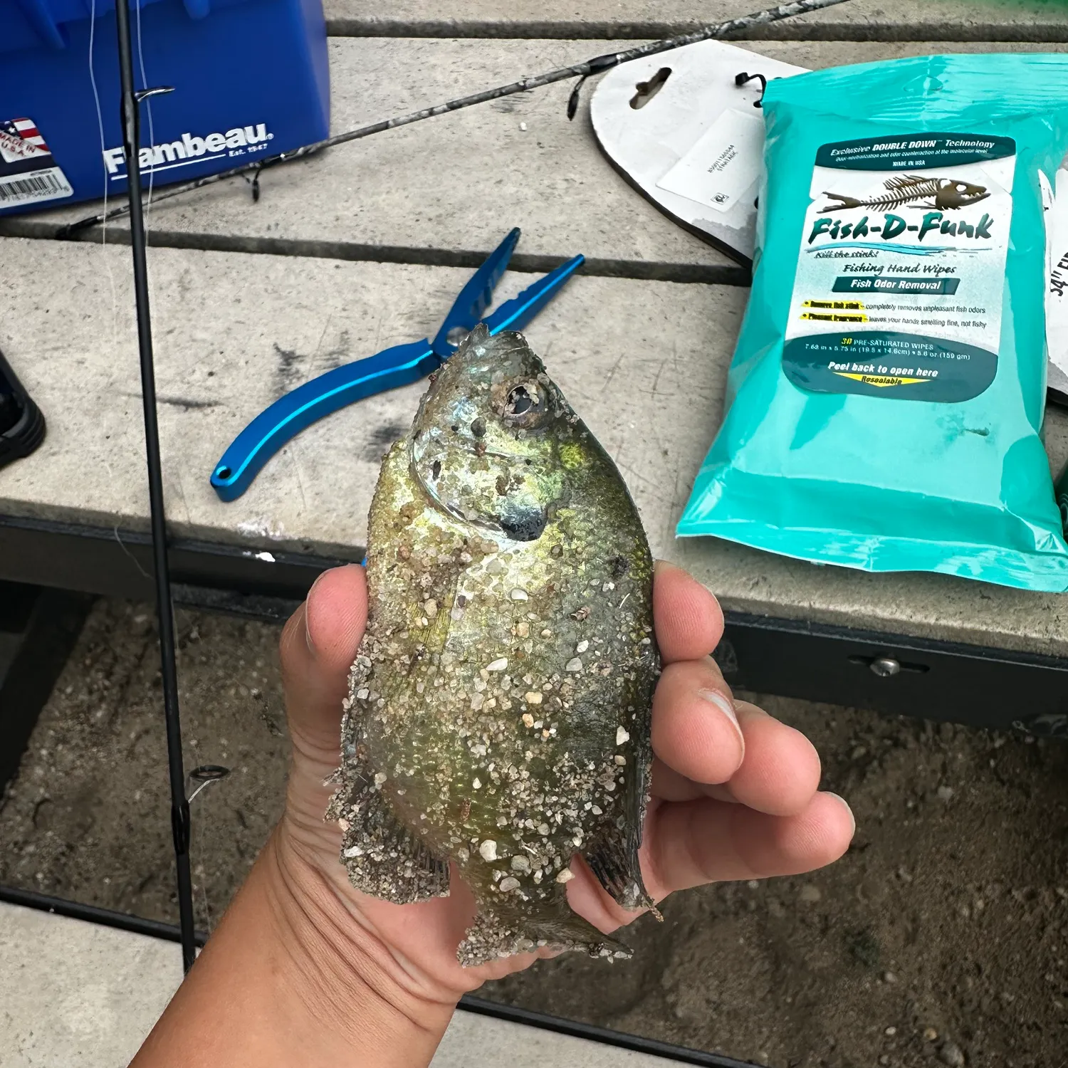 recently logged catches