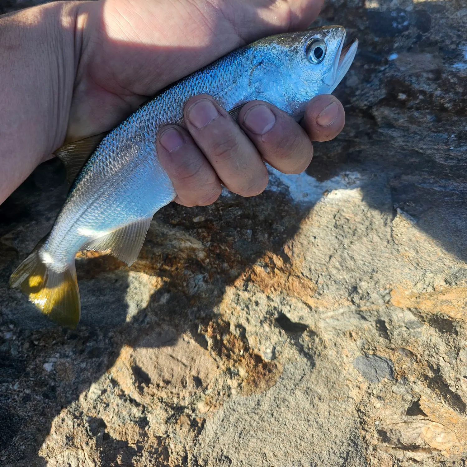 The most recent Queenfish catches on Fishbrain