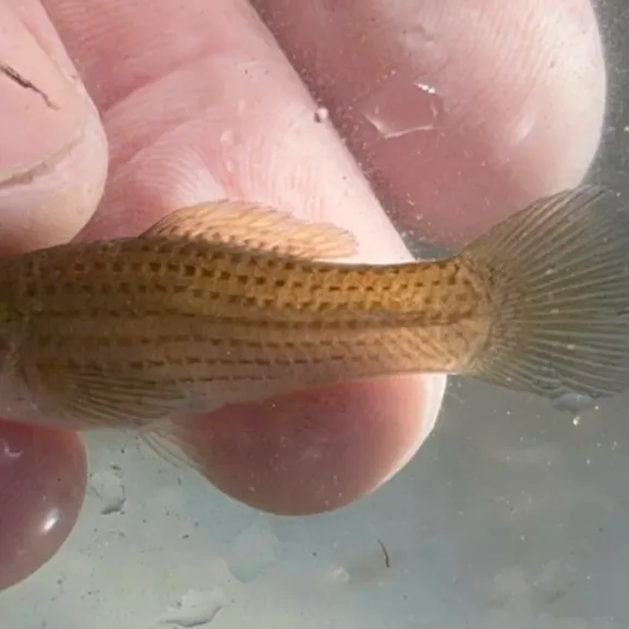 The most recent Sailfin Molly catches on Fishbrain