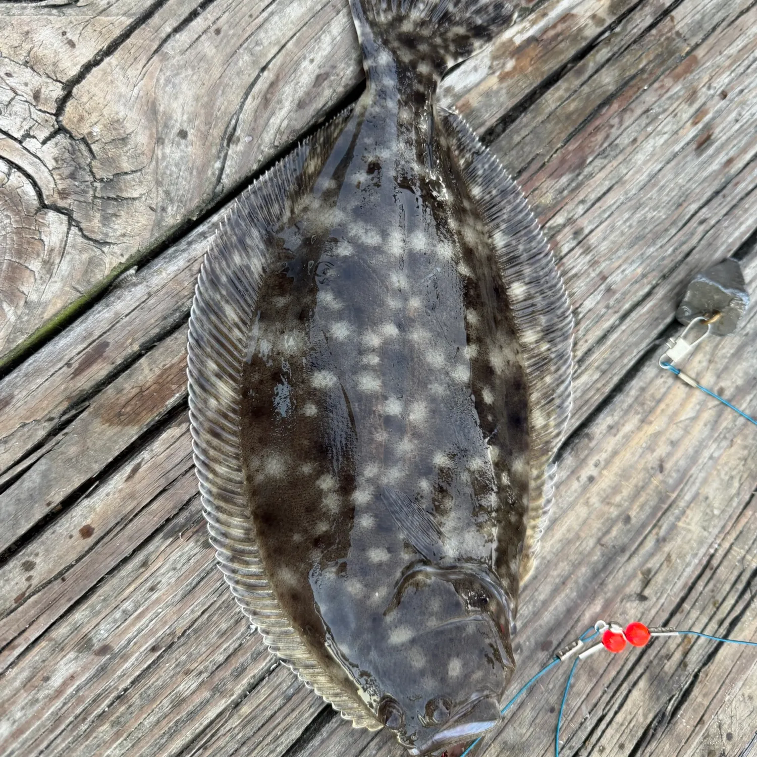 Summer flounder caught on Fishbrain