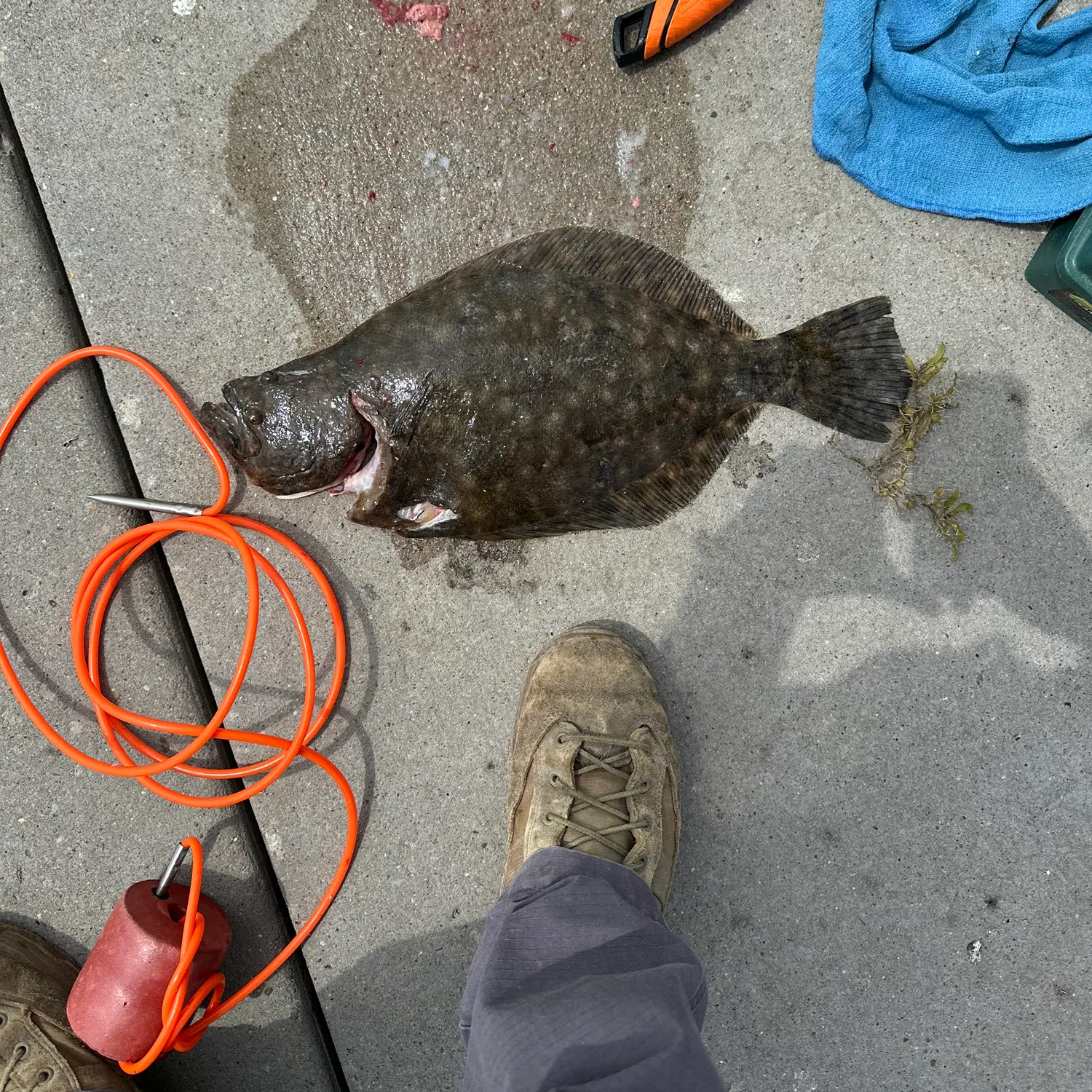 ᐅ Surfside Jetty Park fishing reports🎣• Freeport, TX (United States ...