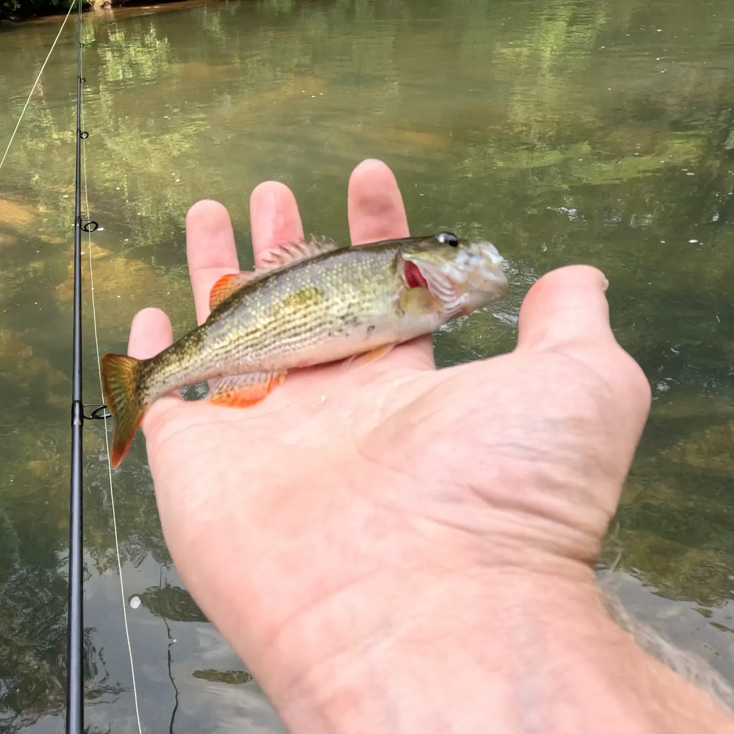 most liked catch image