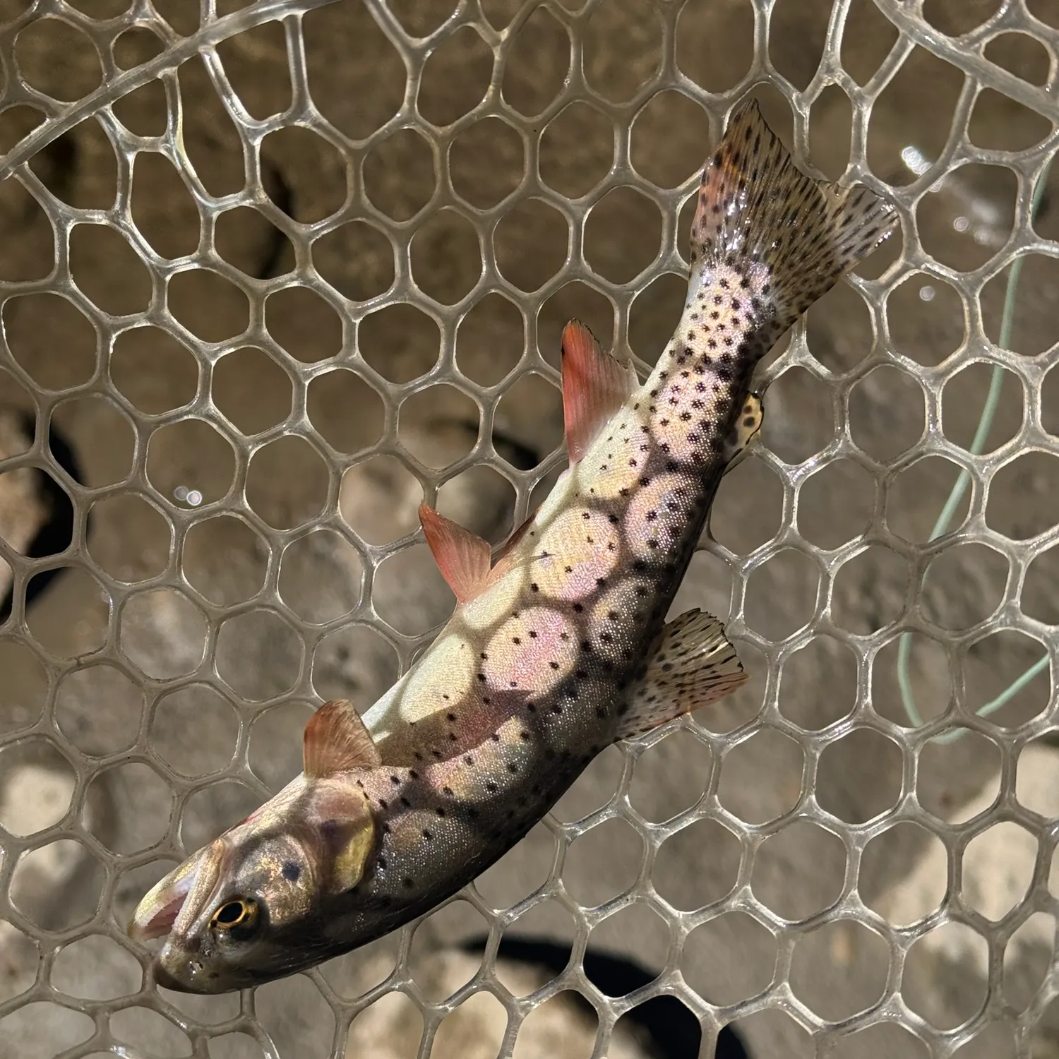 The most recent Colorado river cutthroat trout catches on Fishbrain