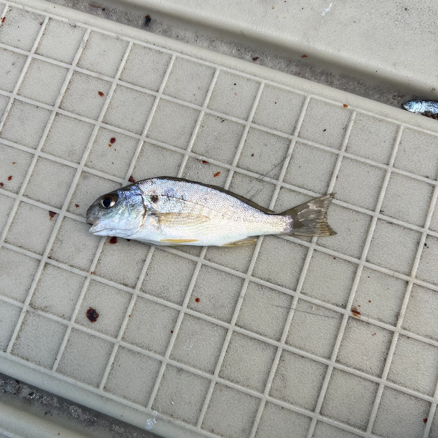The most recent Spot croaker catches on Fishbrain