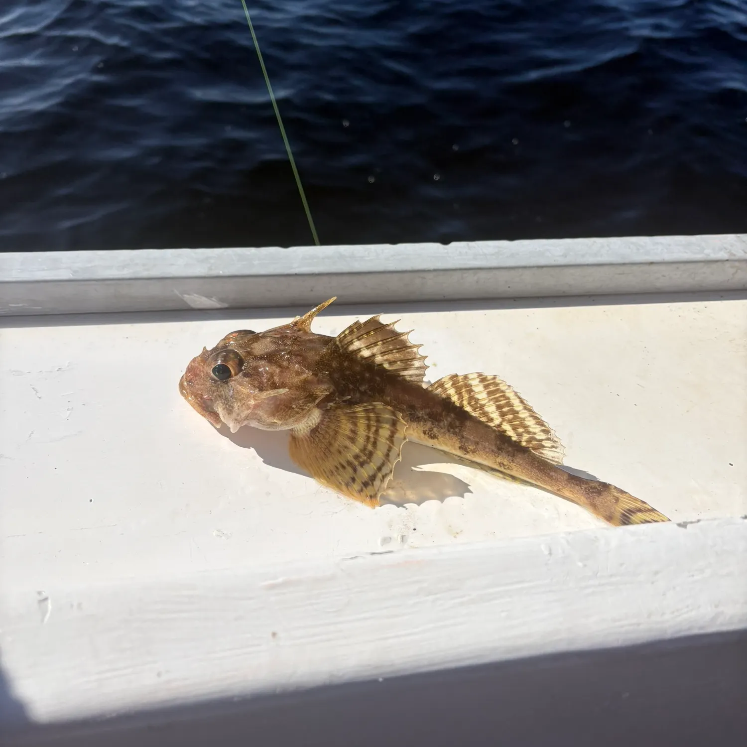 Longspined bullhead caught on Fishbrain