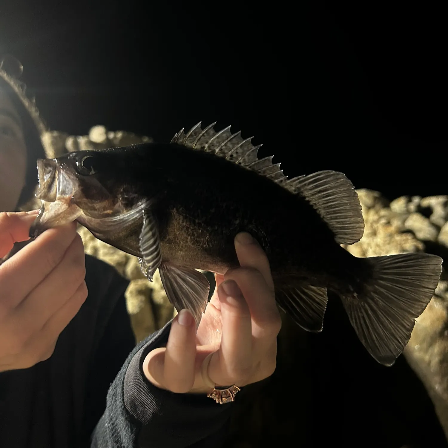 The most recent Black rockfish catches on Fishbrain
