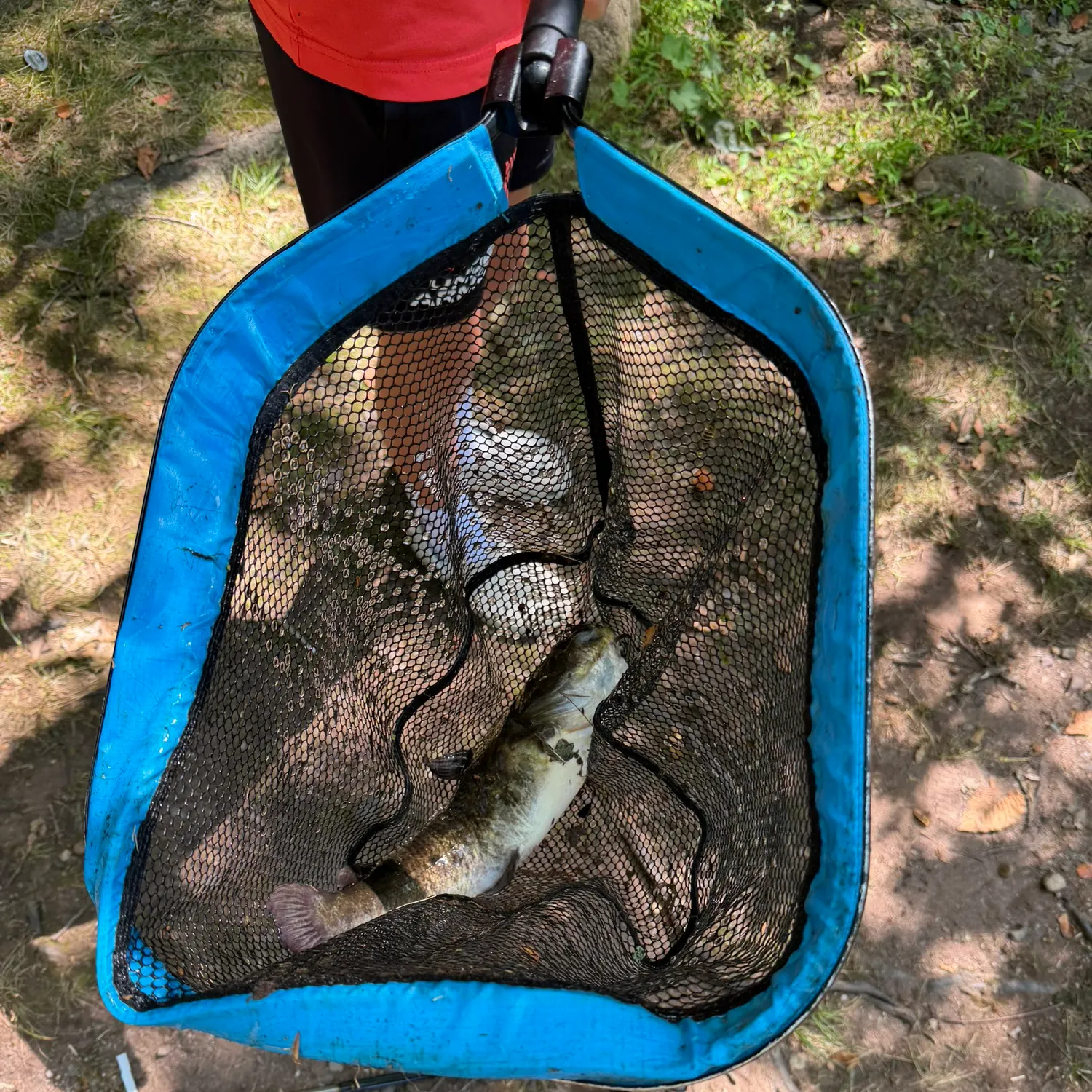 Fish caught on Fishbrain