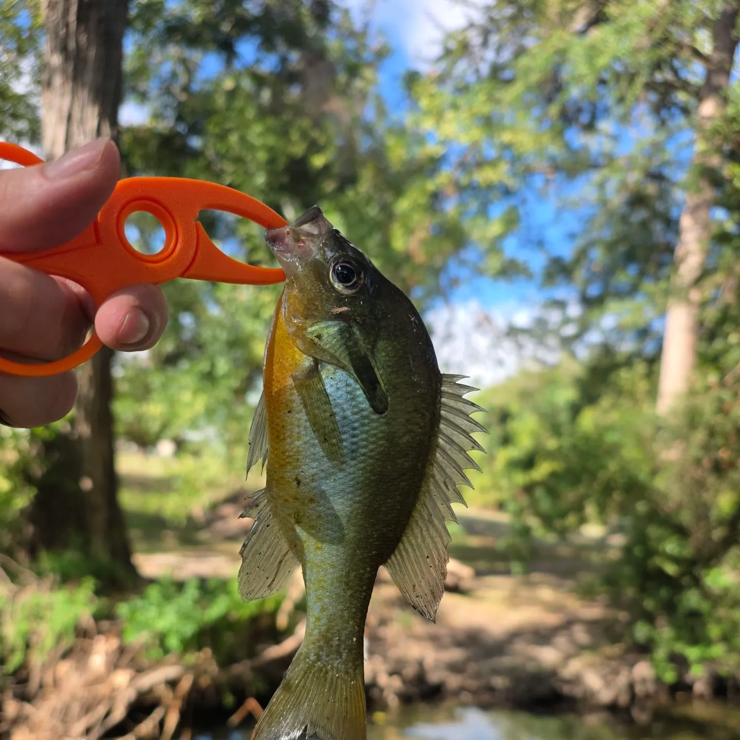 Redbreast sunfish caught on Fishbrain