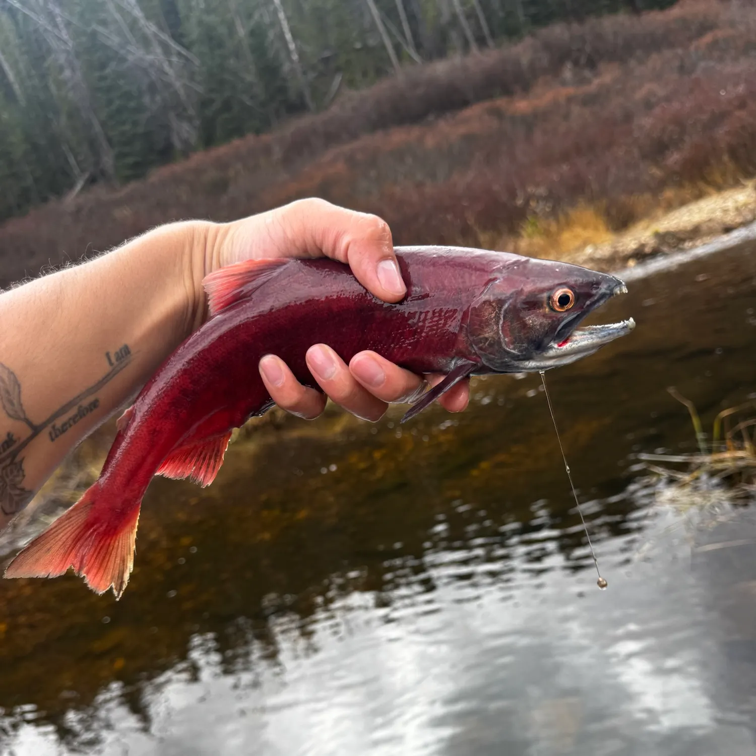 Kokanee salmon caught on Fishbrain