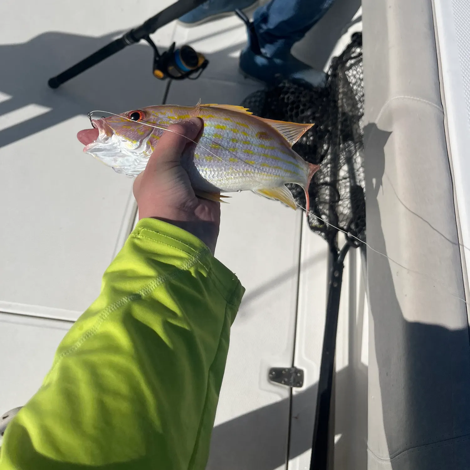 The most recent Lane snapper catches on Fishbrain