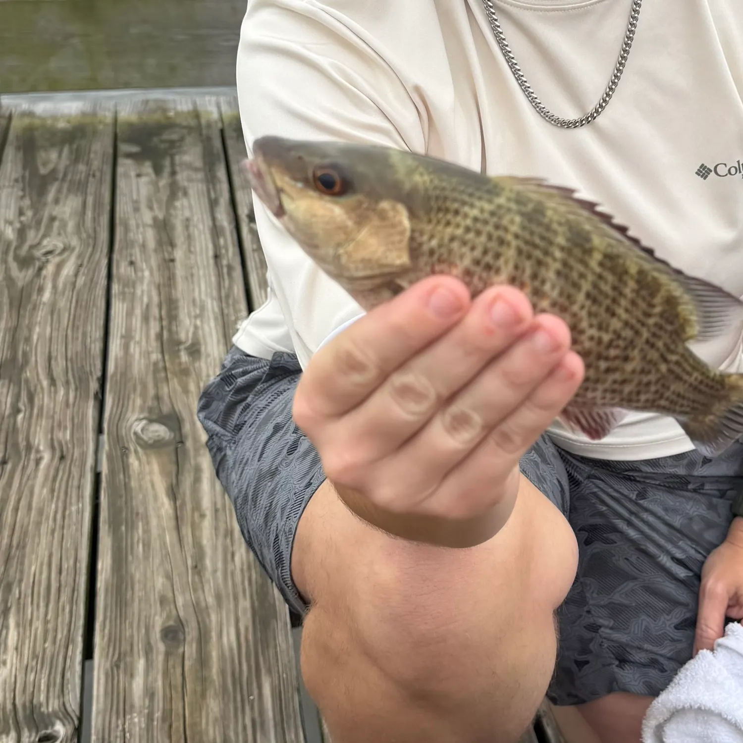 Mangrove snapper caught on Fishbrain