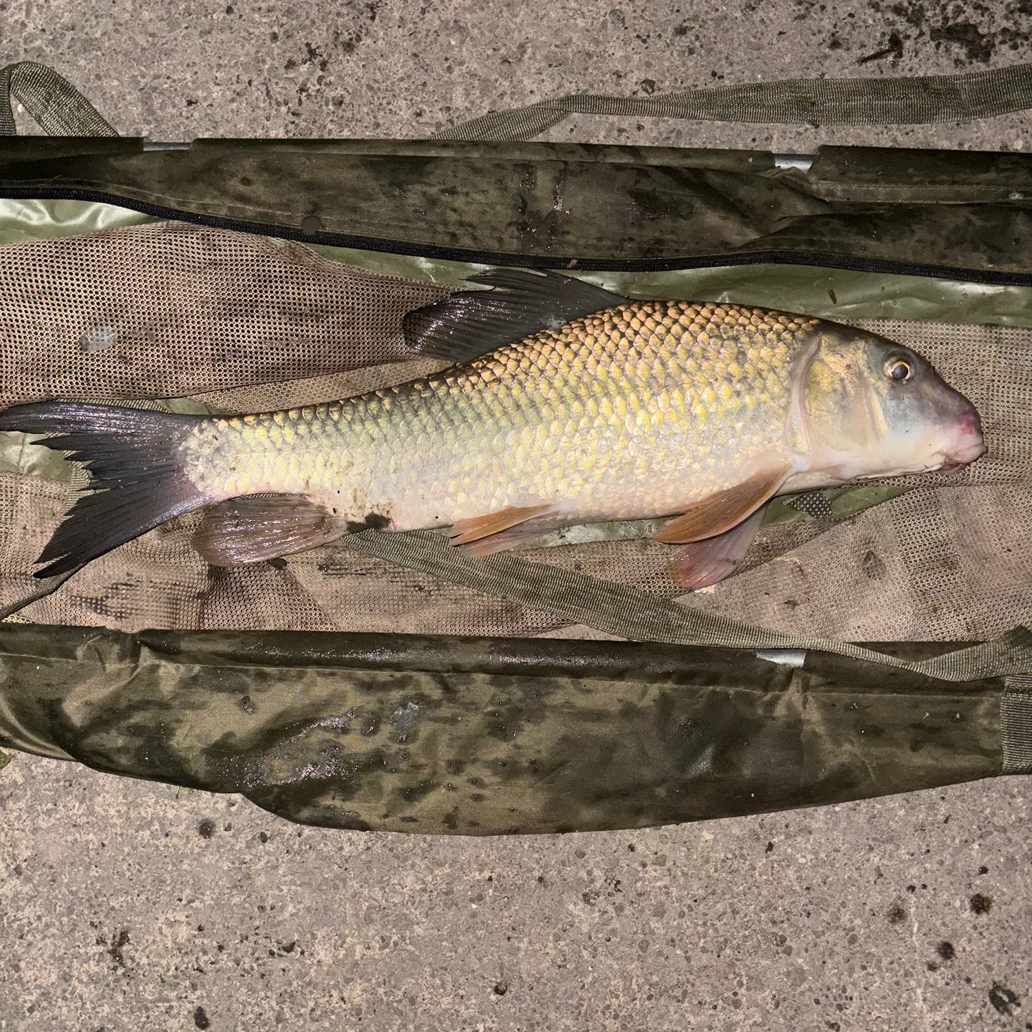 The most recent Golden redhorse catches on Fishbrain