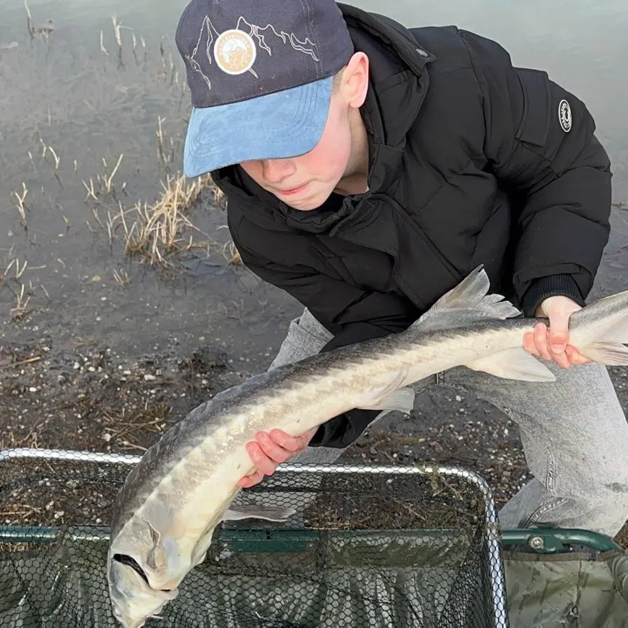 The most recent White sturgeon catches on Fishbrain