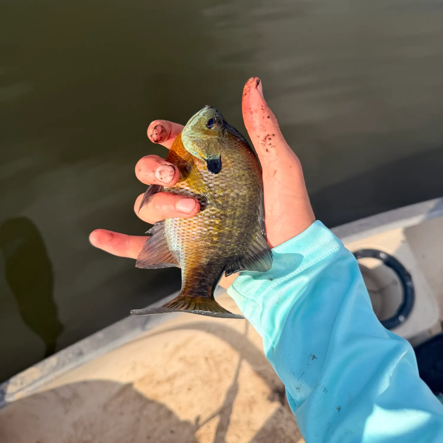 Bluegill caught on Fishbrain
