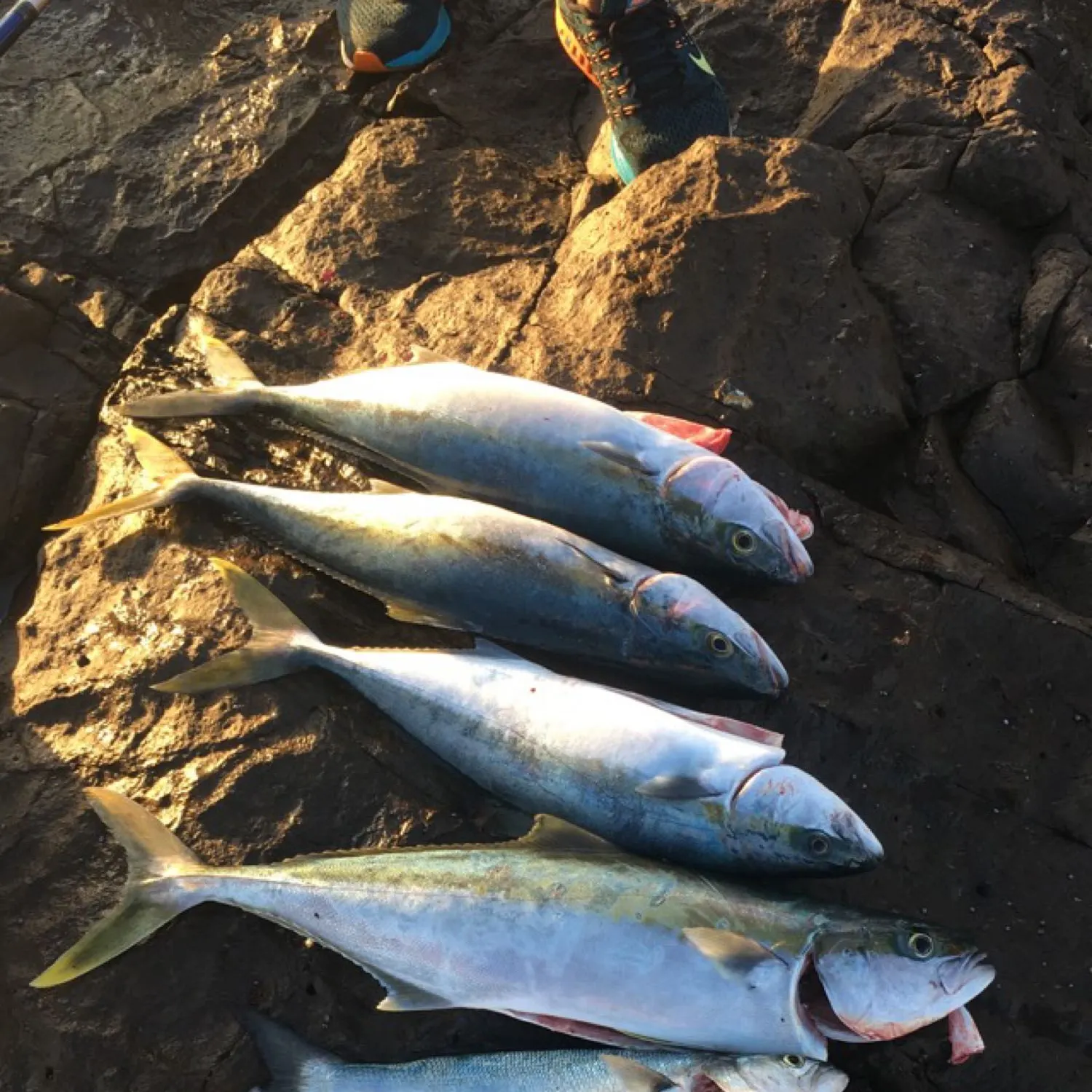 recently logged catches