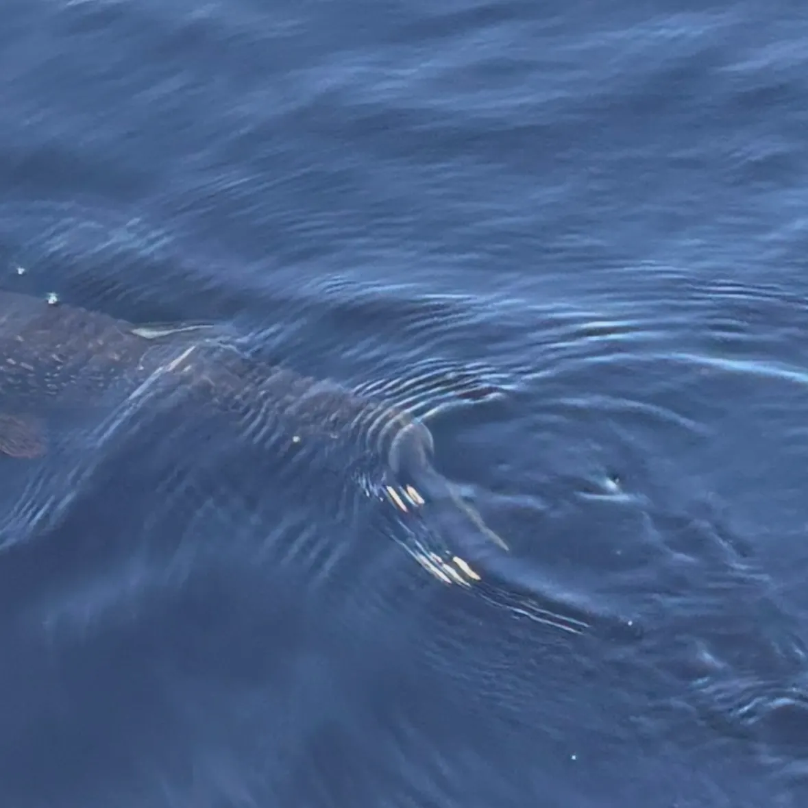 Northern pike caught on Fishbrain