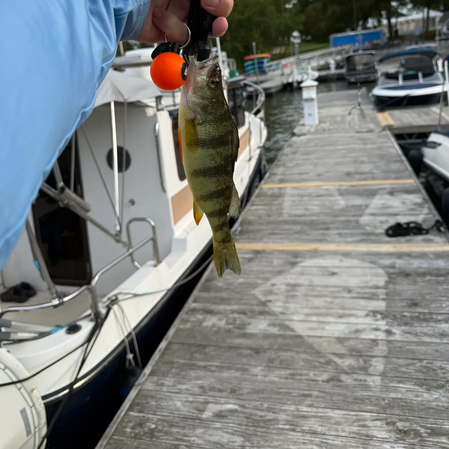 Yellow perch caught on Fishbrain