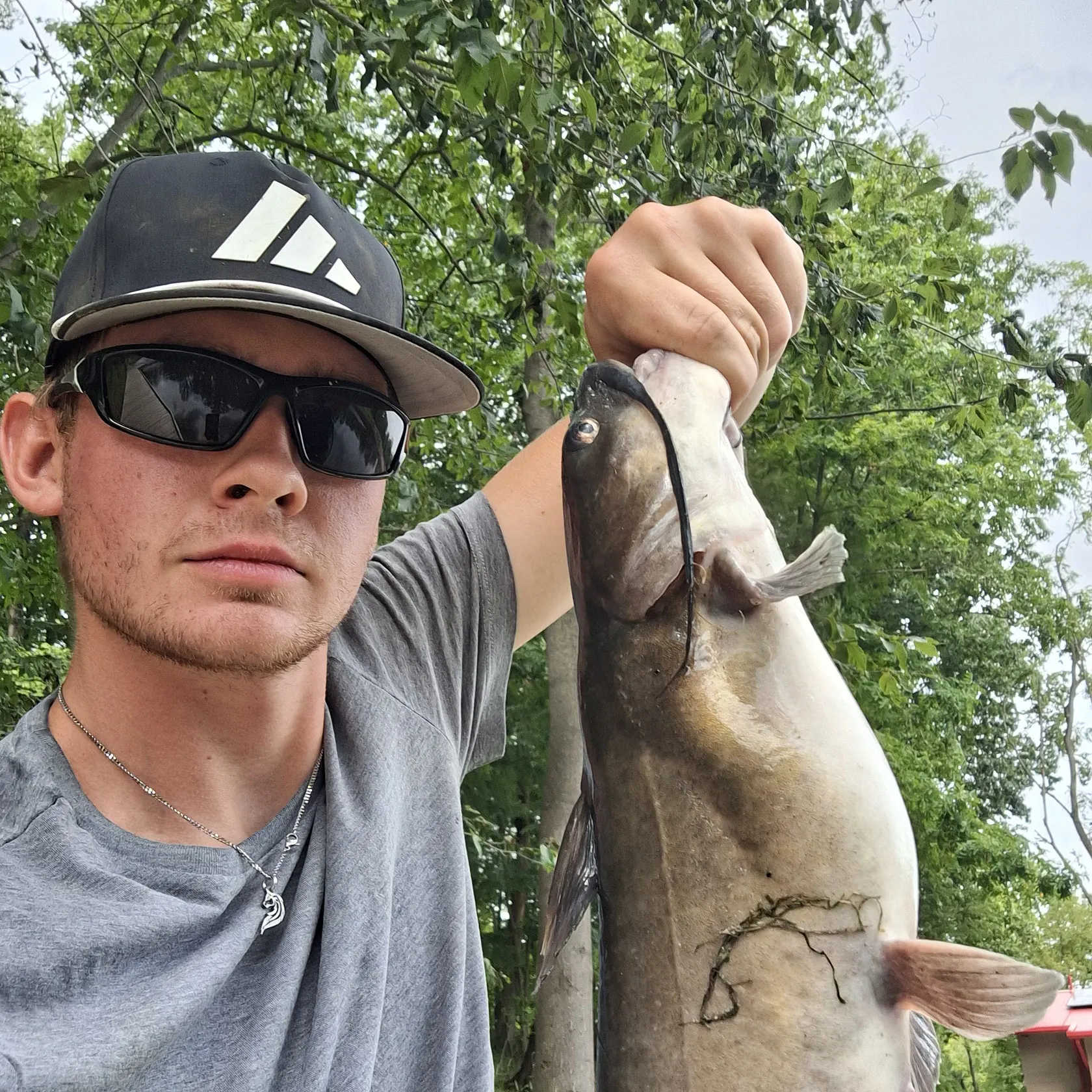 Channel catfish caught on Fishbrain