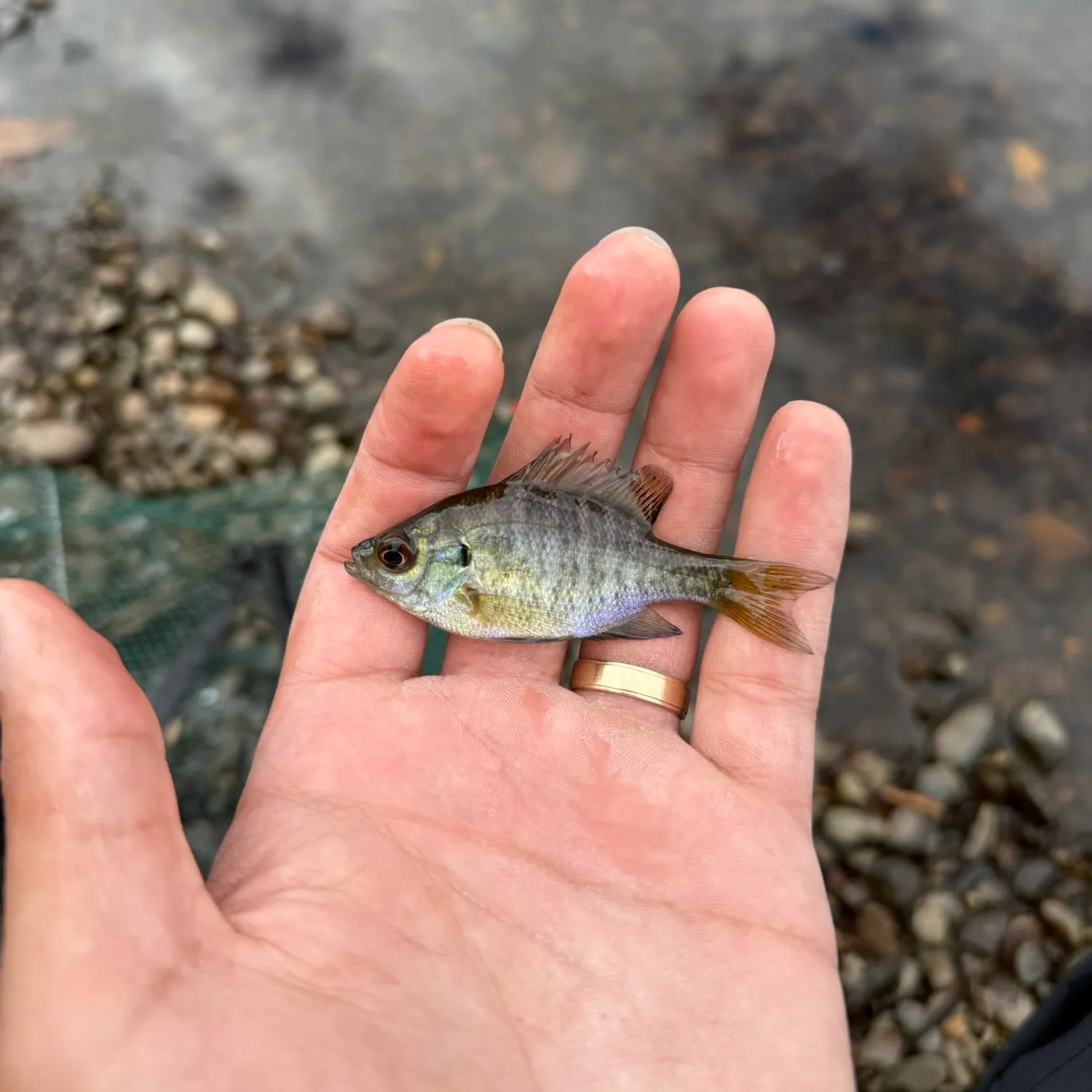 Bluegill caught on Fishbrain