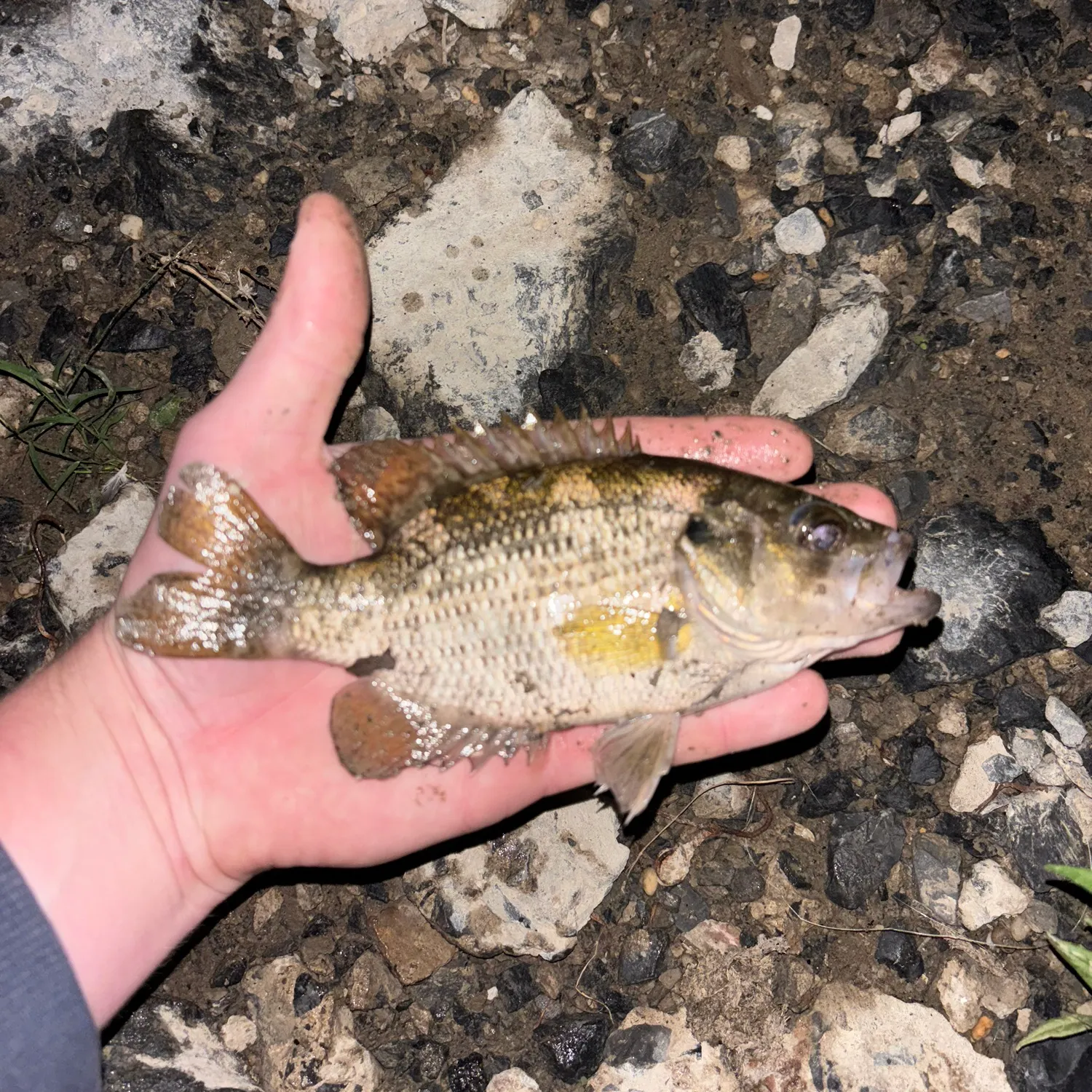 Rock bass caught on Fishbrain