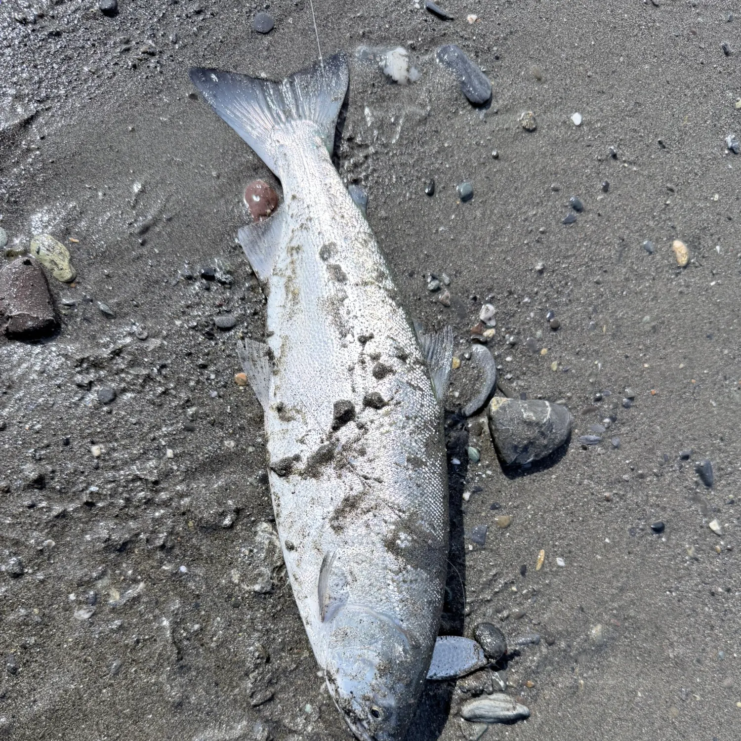 Coho salmon caught on Fishbrain