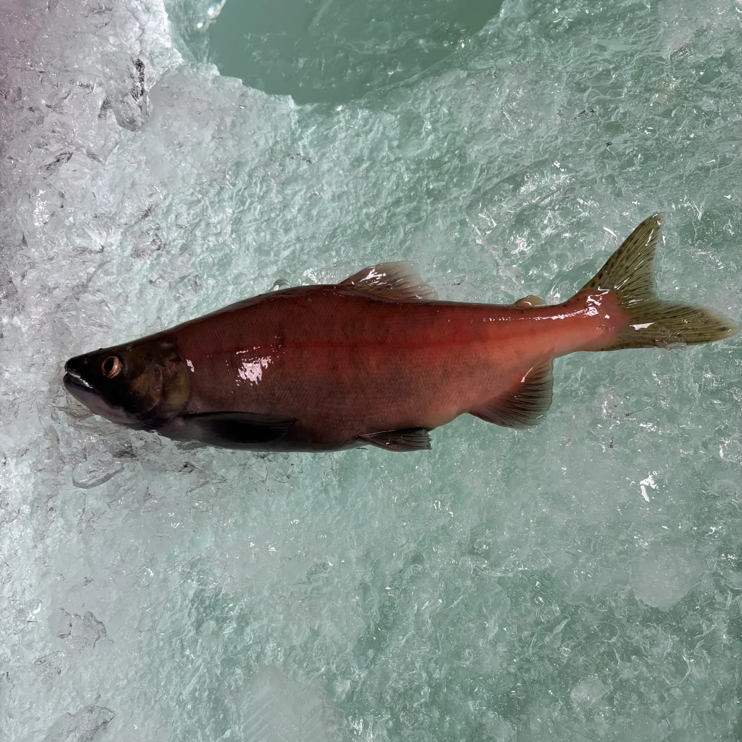 The most recent Kokanee salmon catches on Fishbrain