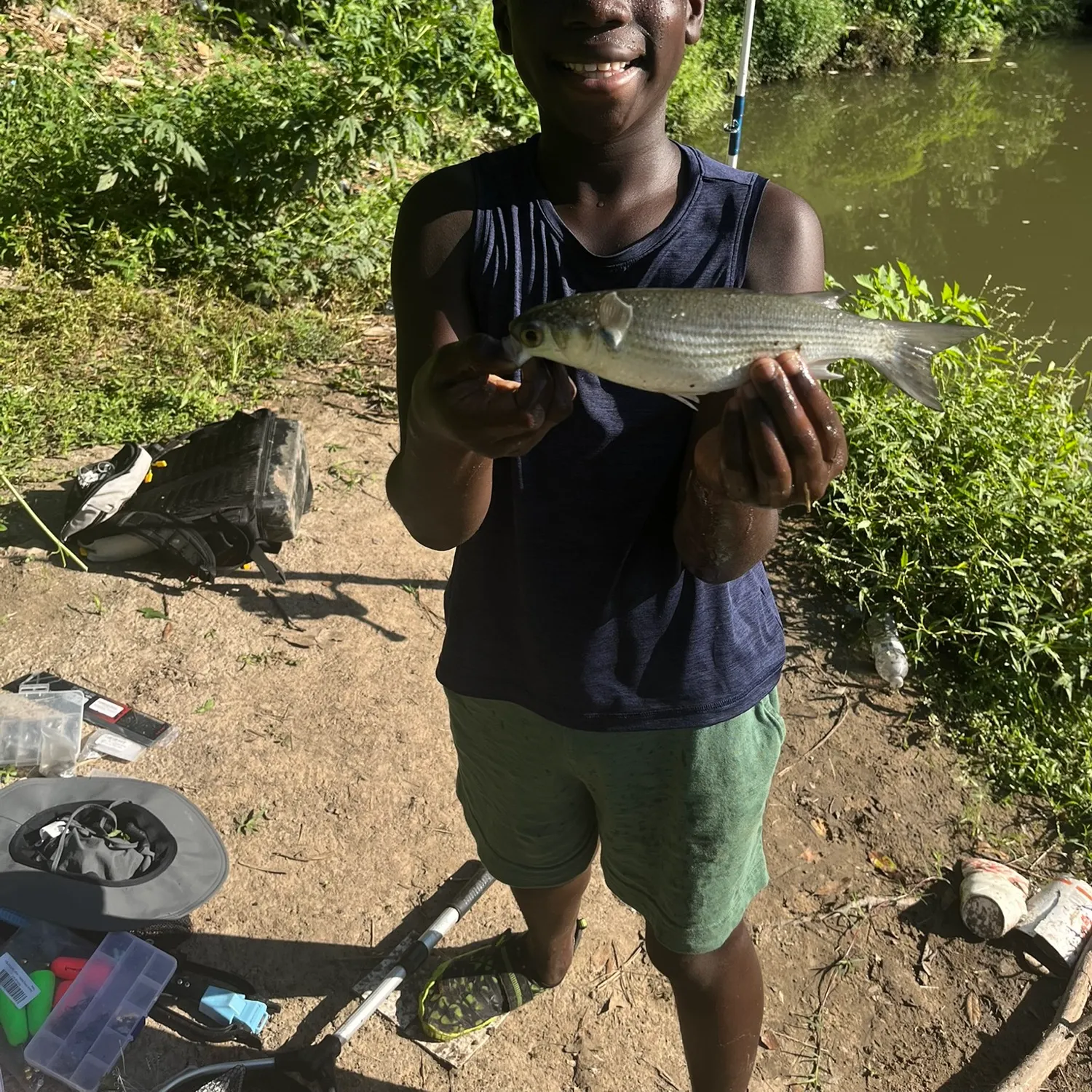 Striped mullet caught on Fishbrain