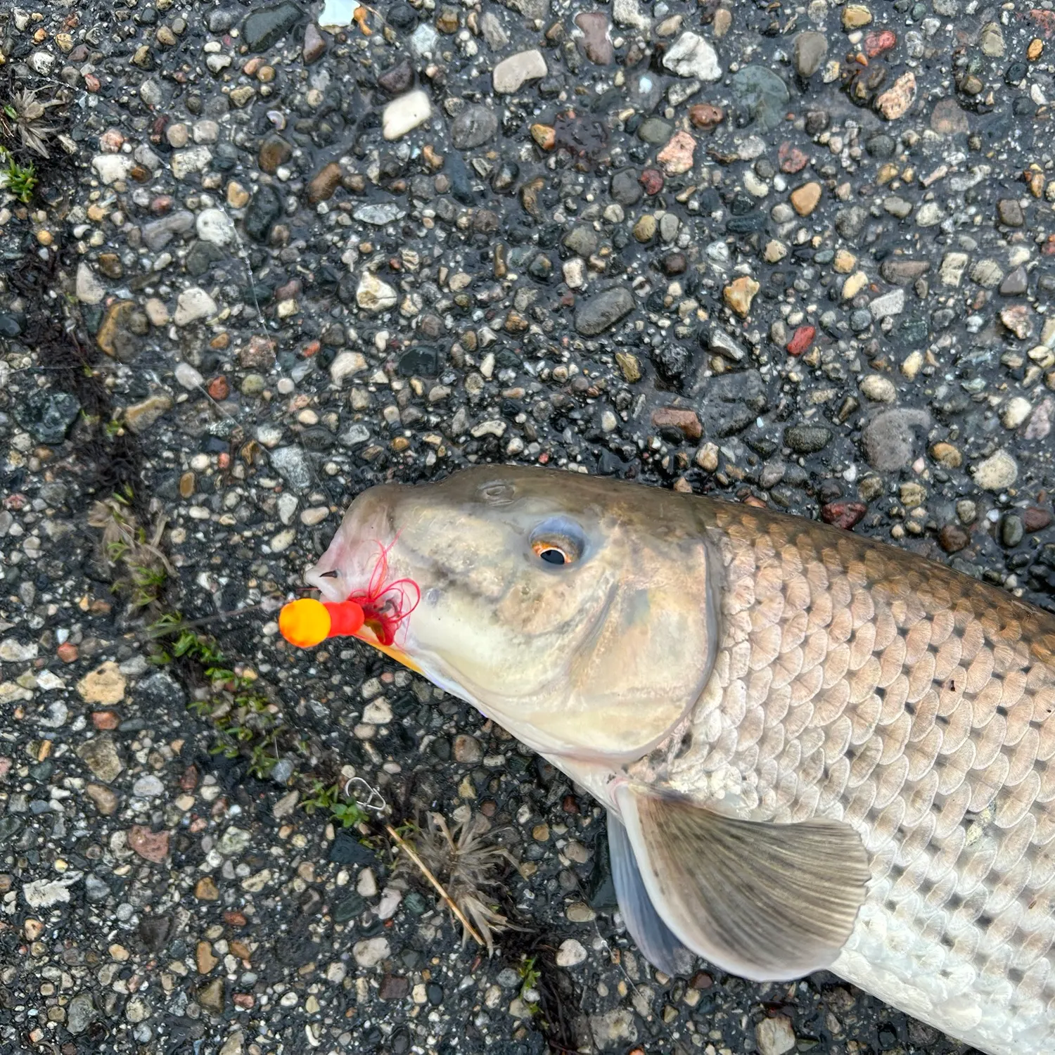 The most recent Spotted sucker catches on Fishbrain