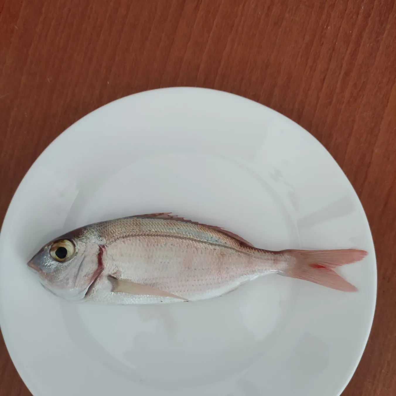 The most recent Common pandora catches on Fishbrain