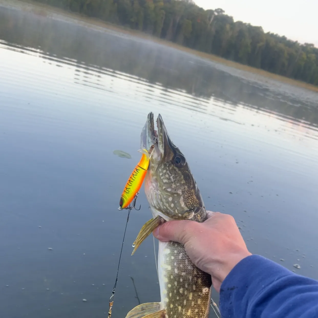 Northern pike caught on Fishbrain