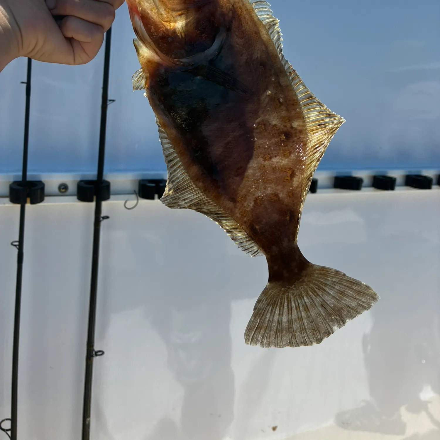 The most recent Pacific sand sole catches on Fishbrain