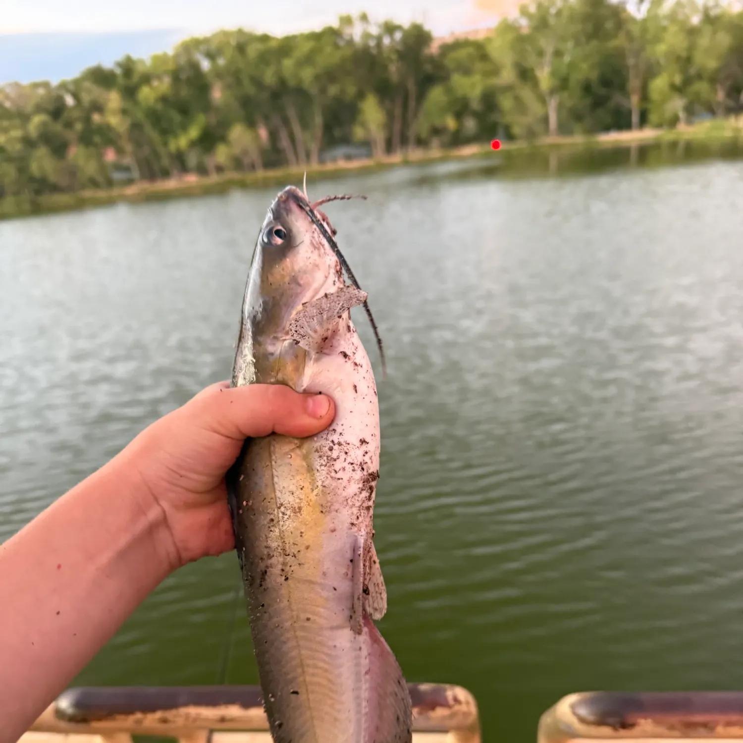 Channel catfish caught on Fishbrain