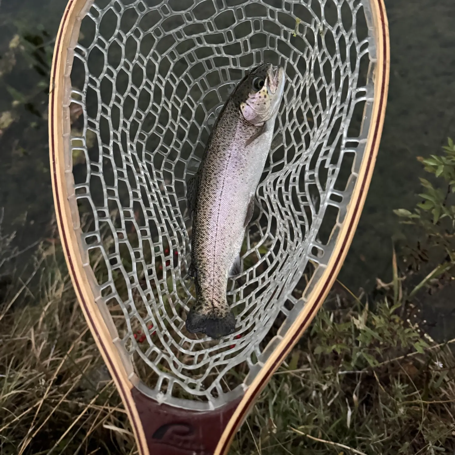 Rainbow trout caught on Fishbrain