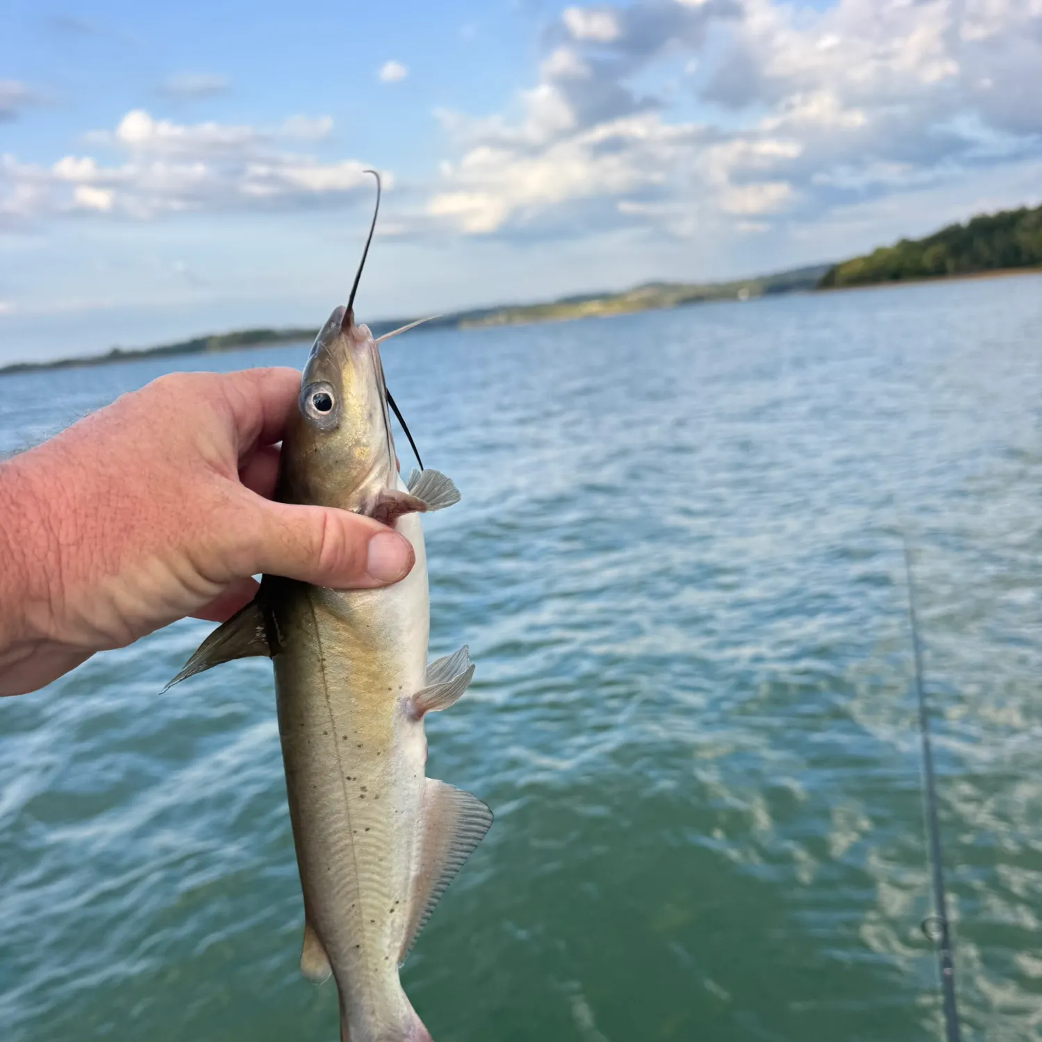 Channel catfish caught on Fishbrain