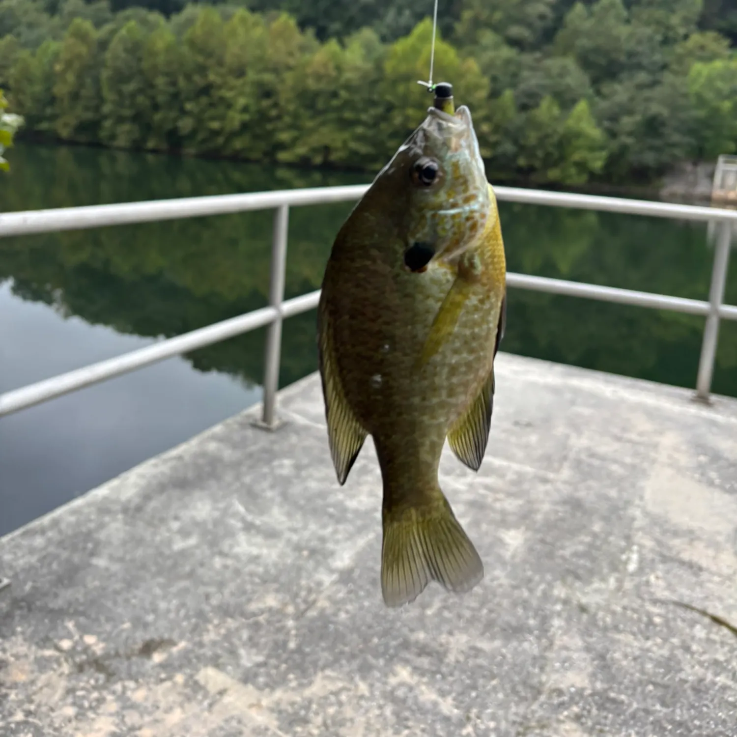 Bluegill caught on Fishbrain