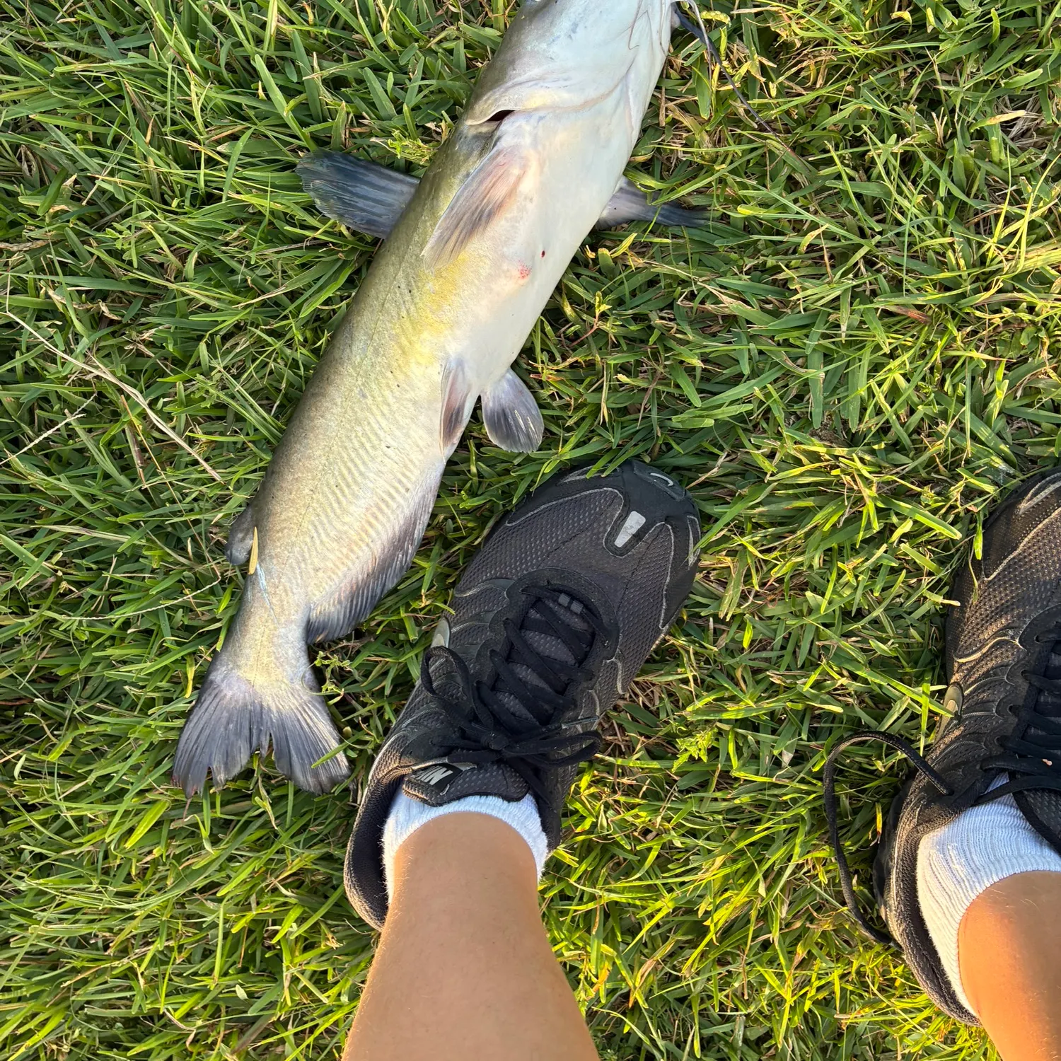 Channel catfish caught on Fishbrain