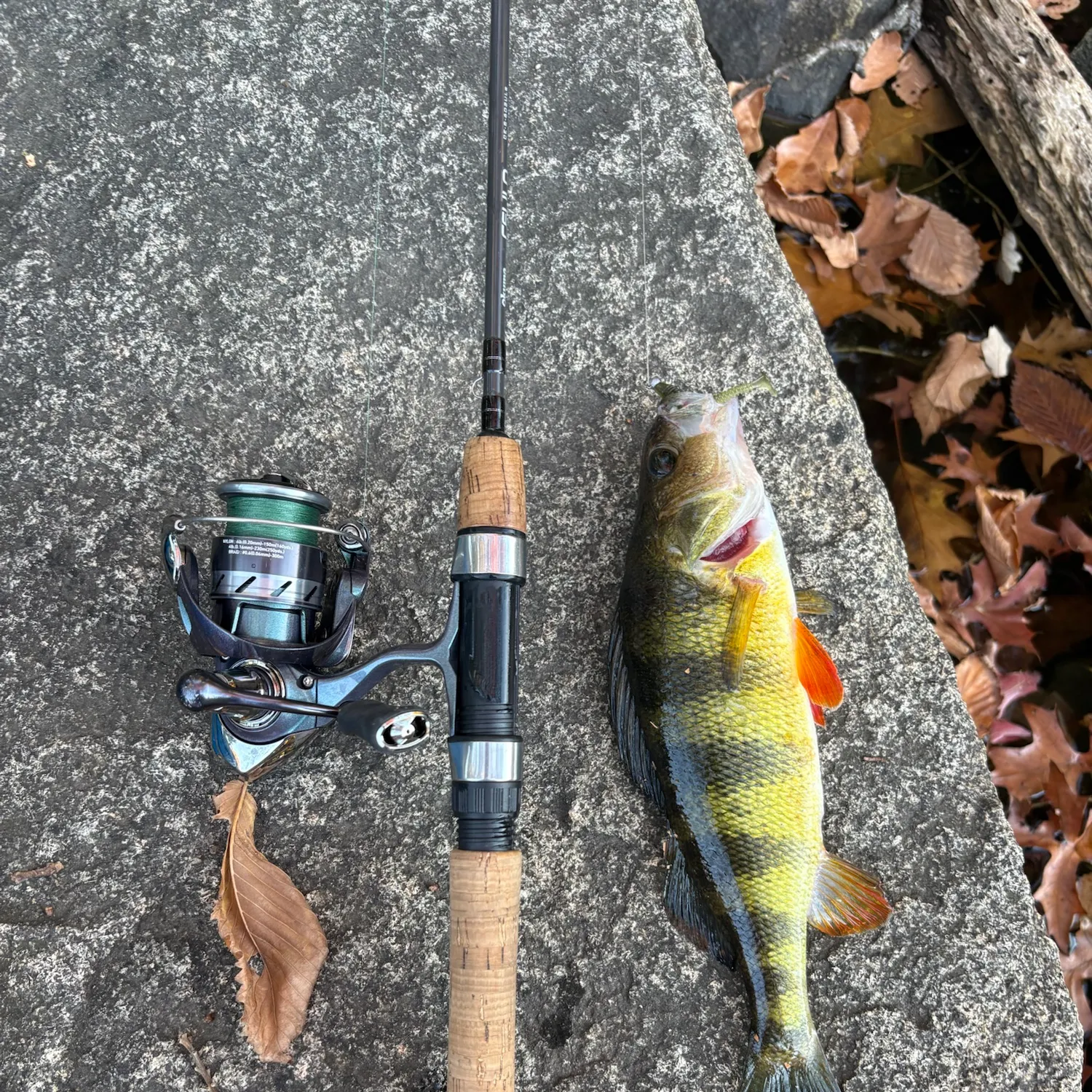 Yellow perch caught on Fishbrain