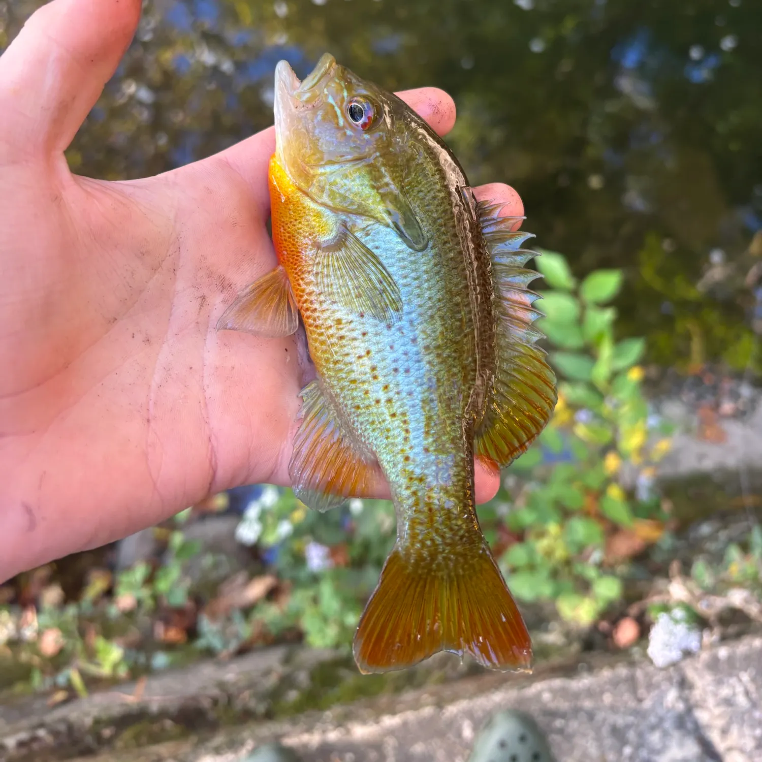 Redbreast sunfish caught on Fishbrain