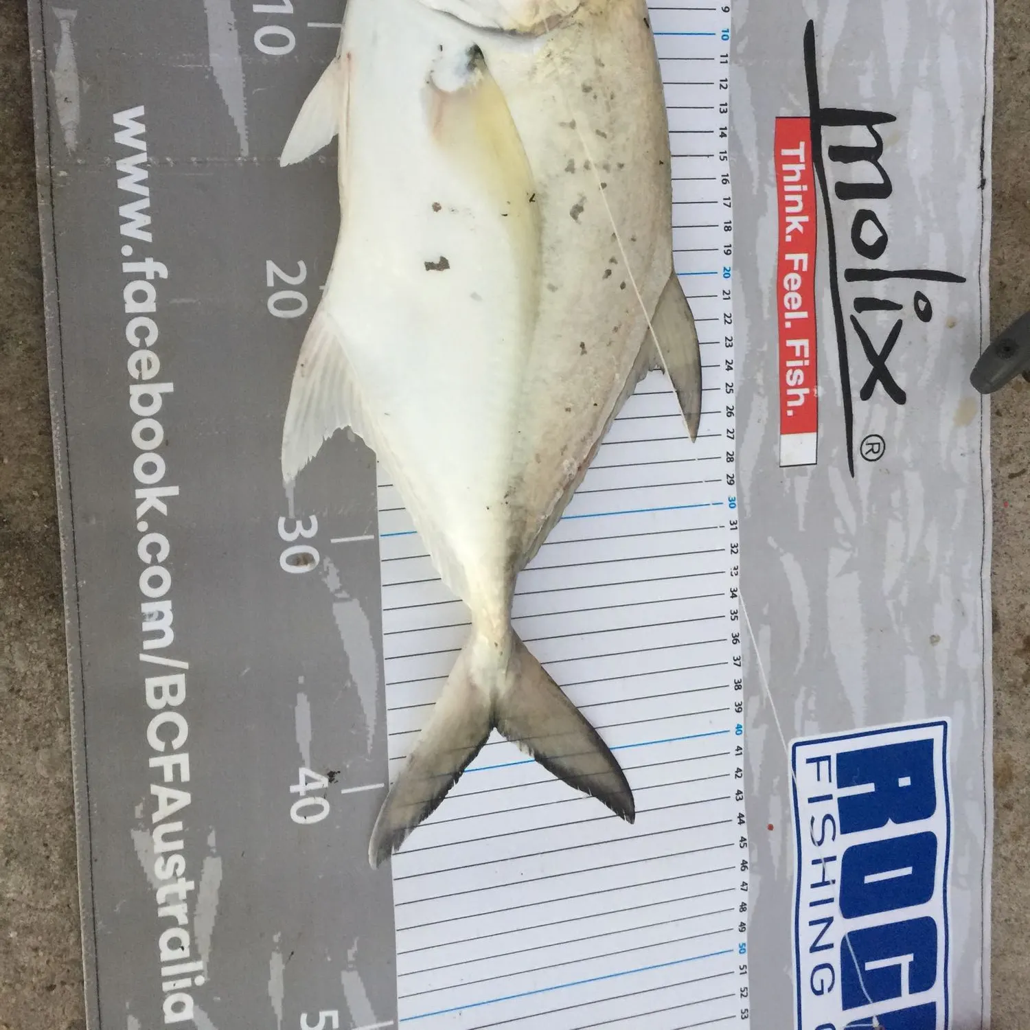 Bludger caught on Fishbrain