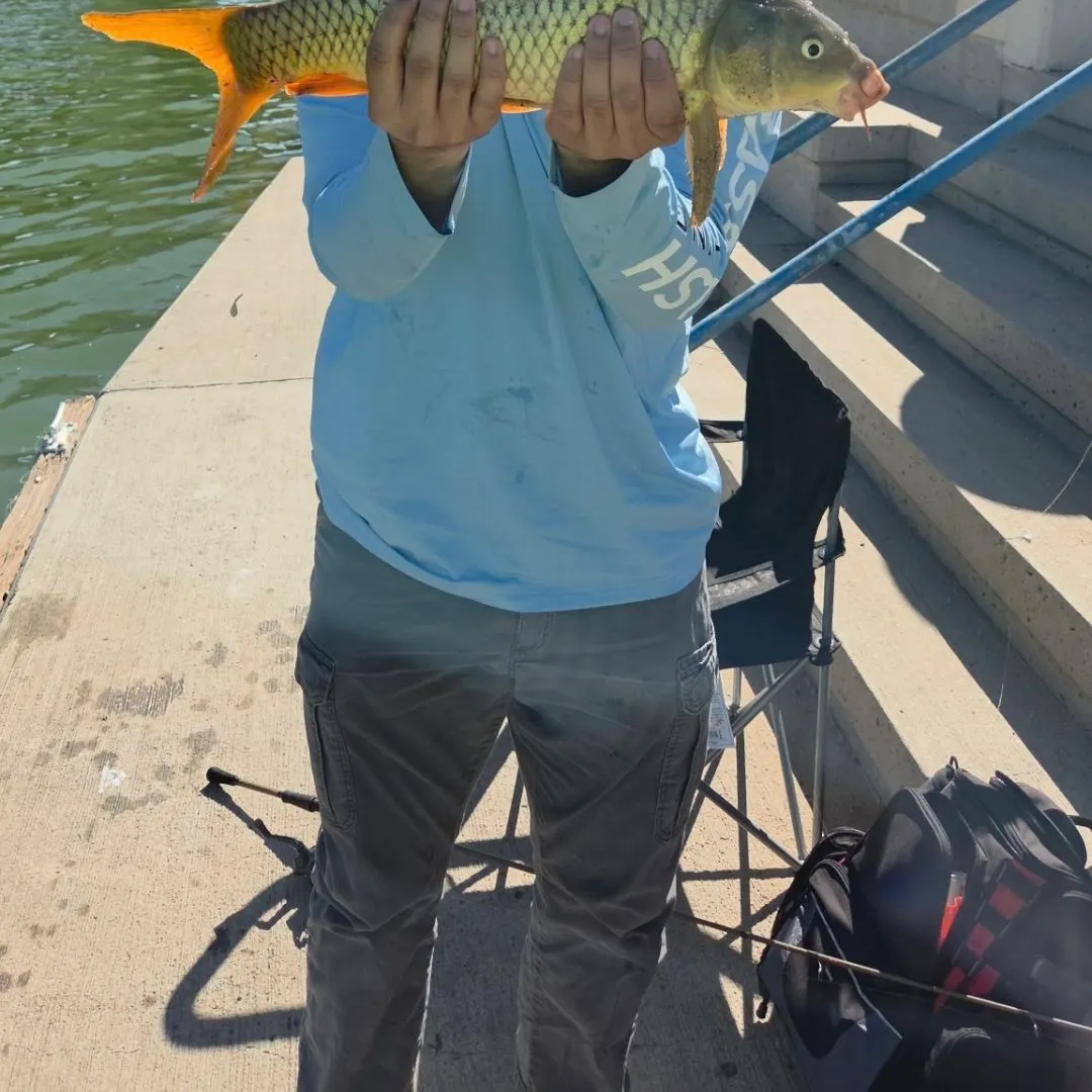 Common carp caught on Fishbrain