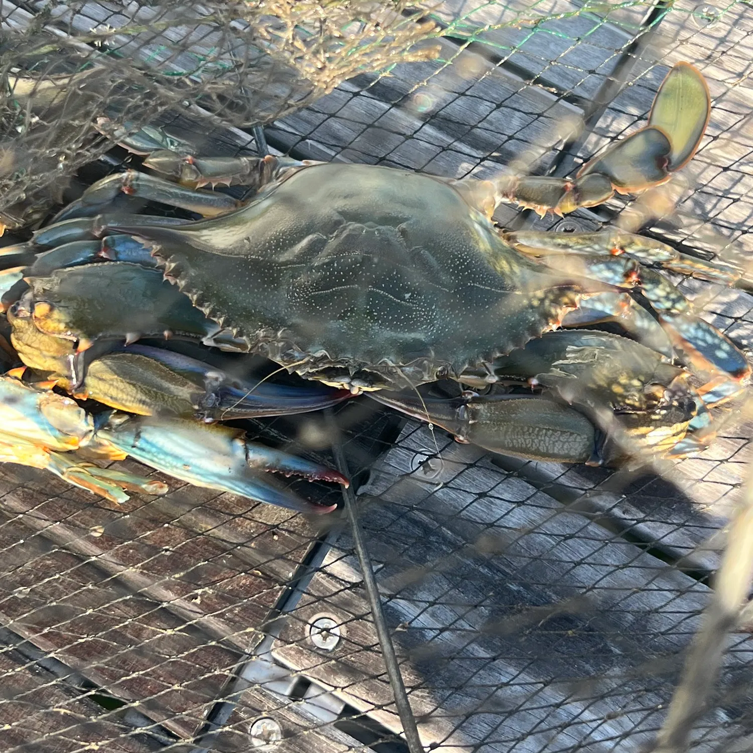 The most recent Blue crab catches on Fishbrain