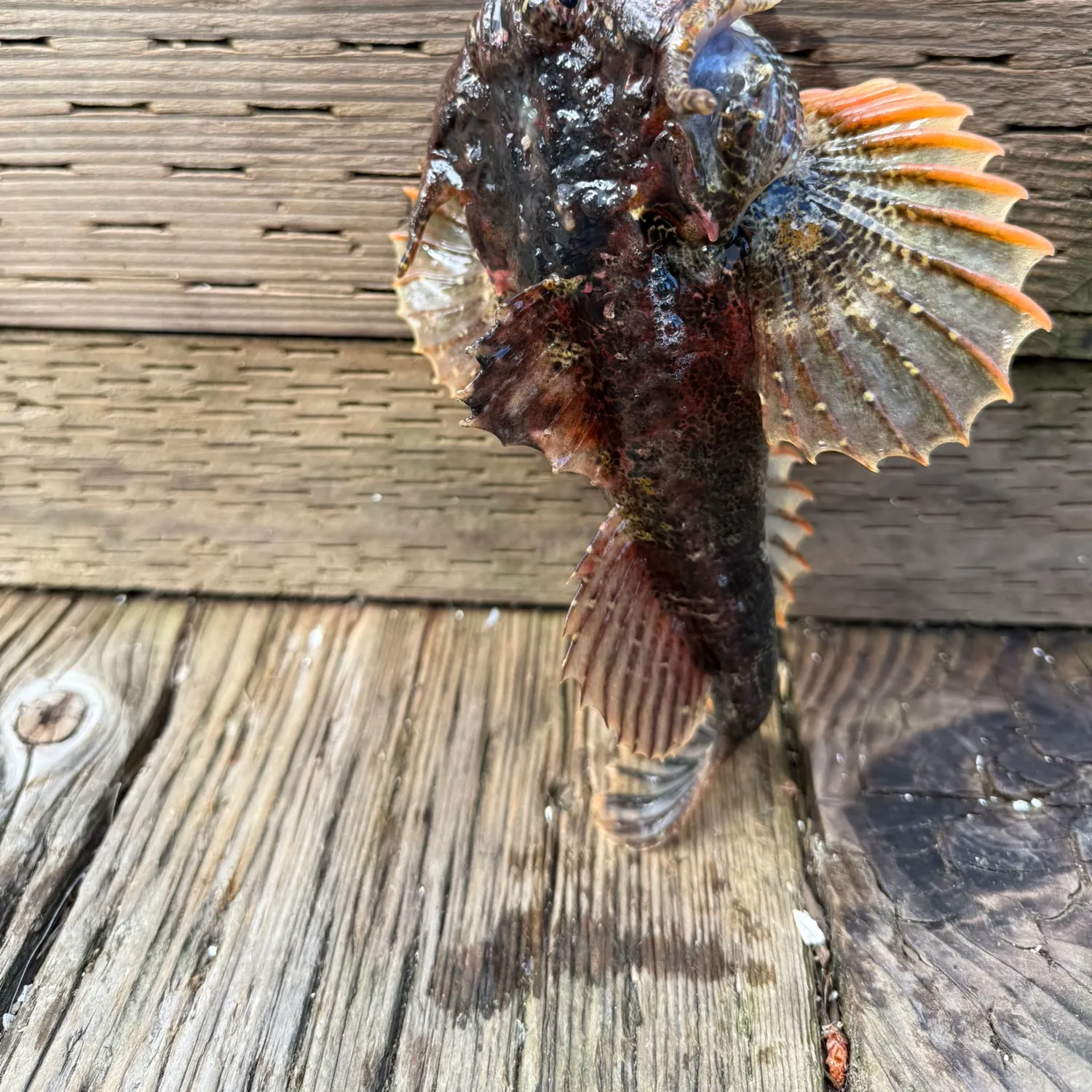 The most recent Cabezon catches on Fishbrain