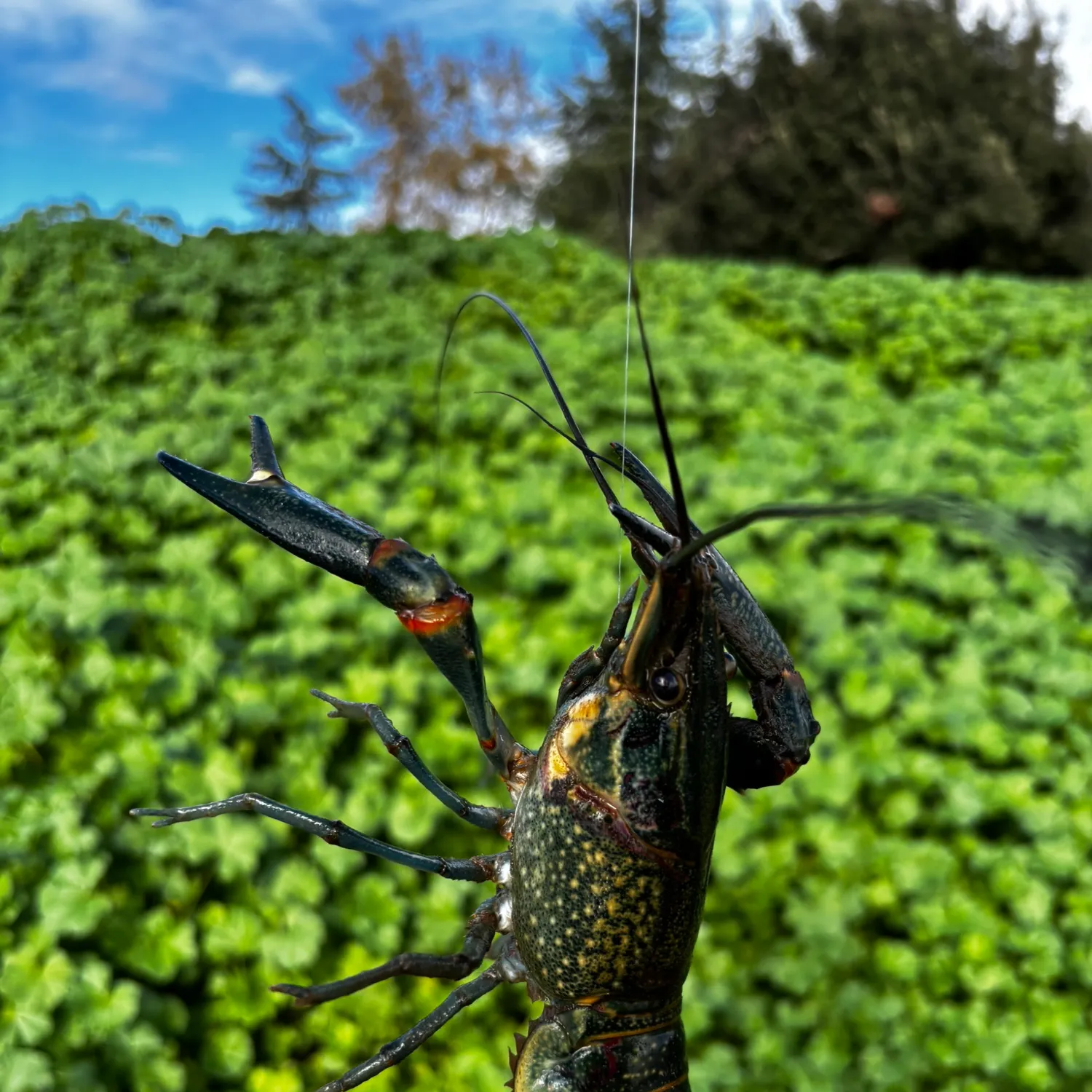 The most recent Red swamp crayfish catches on Fishbrain