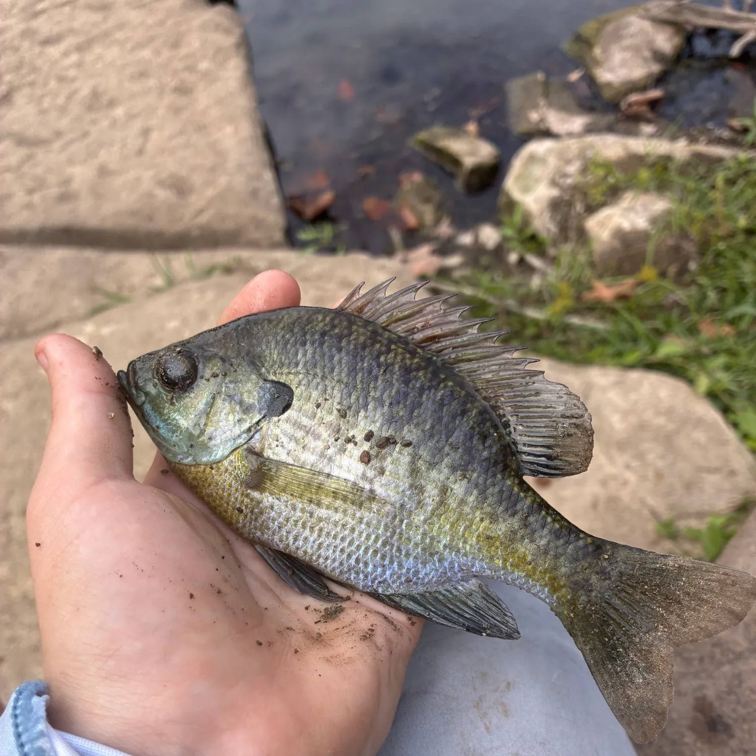 Bluegill caught on Fishbrain