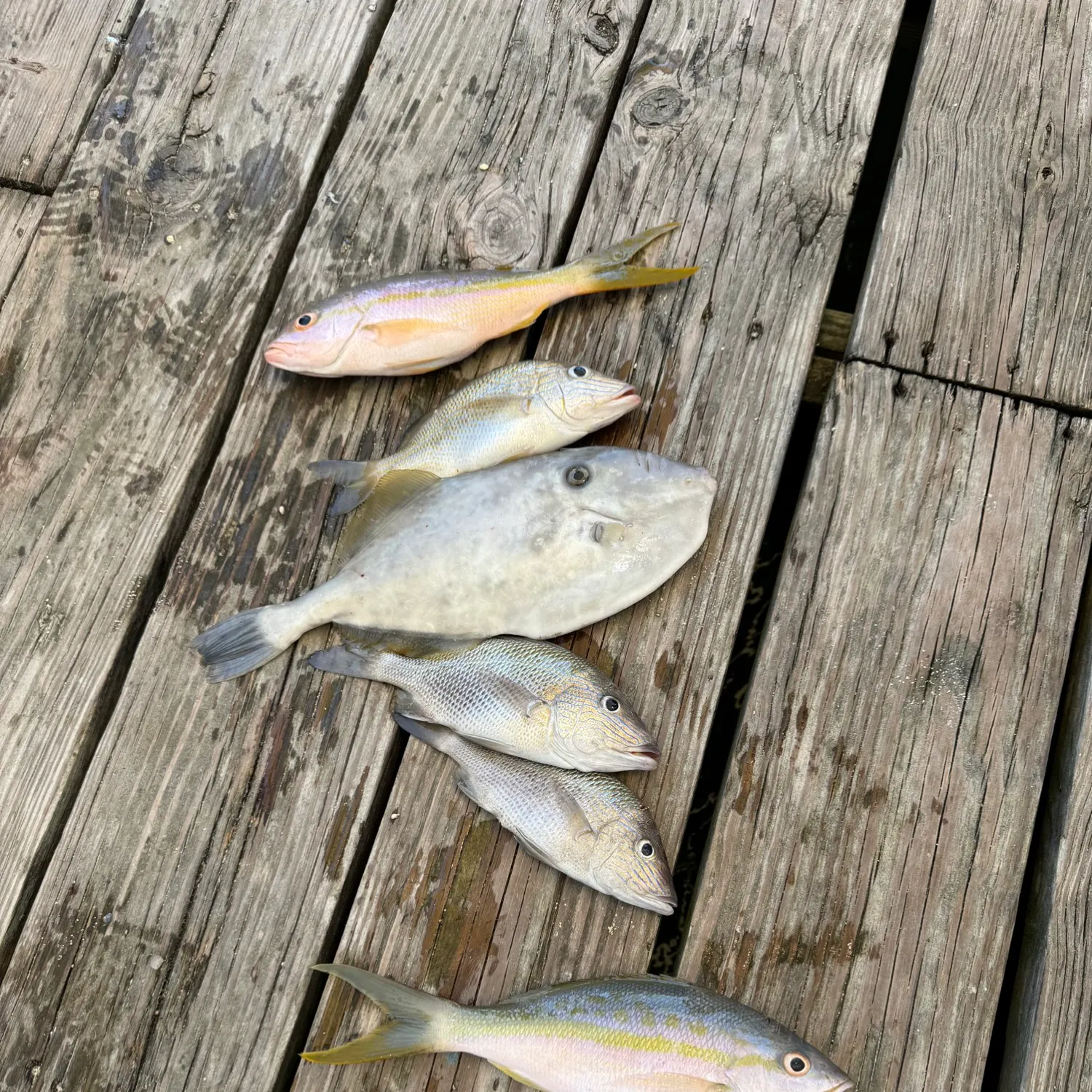 recently logged catches