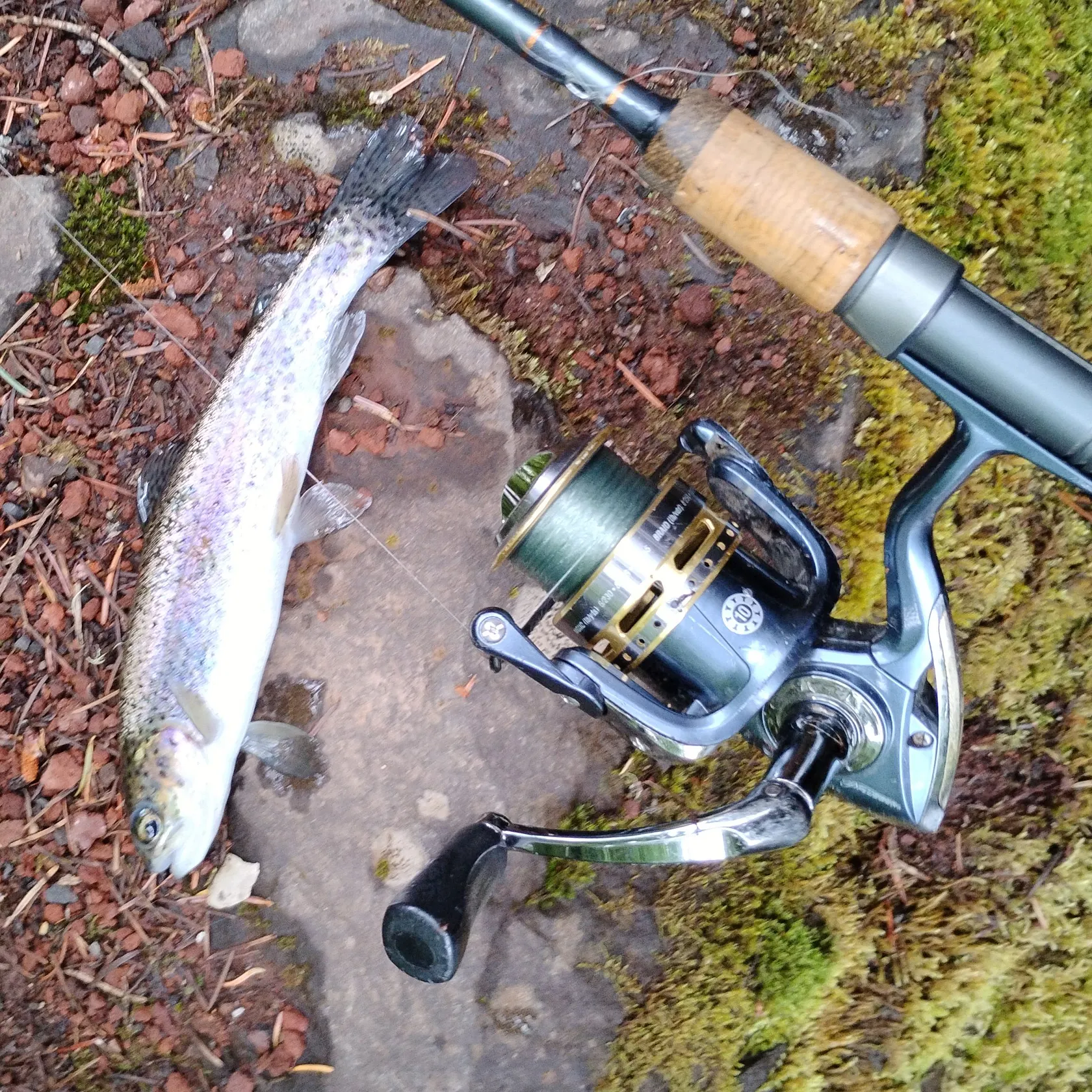 Rainbow trout caught on Fishbrain