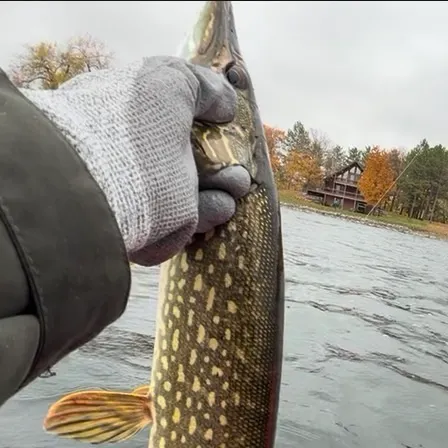 Northern pike caught on Fishbrain