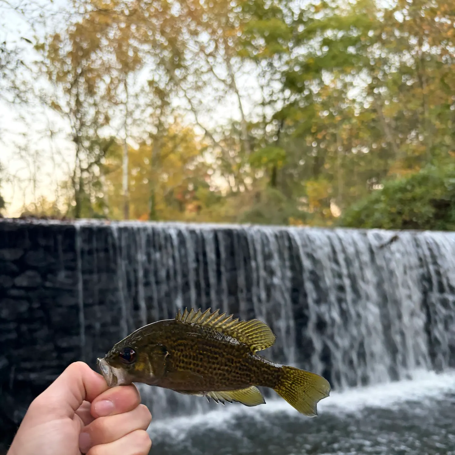 Rock bass caught on Fishbrain